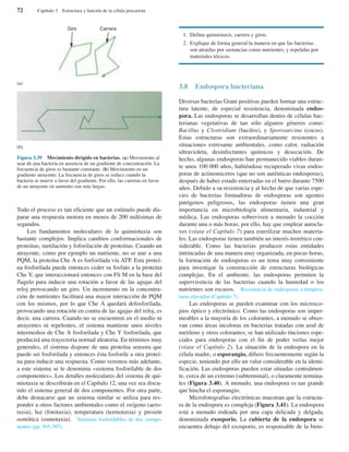 Todo el proceso es tan eficiente que un estímulo puede dis-
parar una respuesta motora en menos de 200 milésimas de
segundos.
Los fundamentos moleculares de la quimiotaxia son
bastante complejos. Implica cambios conformacionales de
proteínas, metilación y foforilación de proteínas. Cuando un
atrayente, como por ejemplo un nutriente, no se une a una
PQM, la proteína Che A es forforilada vía ATP. Esta proteí-
na fosforilada puede entonces ceder su fosfato a la proteína
Che Y, que interaccionará entonces con Fli M en la base del
flagelo para inducir una rotación a favor de las agujas del
reloj provocando un giro. Un incremento en la concentra-
ción de nutrientes facilitará una mayor interacción de PQM
con los mismos, por lo que Che A quedará defosforilada,
provocando una rotación en contra de las agujas del reloj, es
decir, una carrera. Cuando no se encuentren en el medio ni
atrayentes ni repelentes, el sistema mantiene unos niveles
intermedios de Che A fosforilada y Che Y fosforilada, que
producirá una trayectoria normal aleatoria. En términos muy
generales, el sistema dispone de una proteína sensora que
puede ser fosforilada y entonces ésta fosforile a otra proteí-
na para inducir una respuesta. Como veremos más adelante,
a este sistema se le denomina «sistema fosforilable de dos
componentes». Los detalles moleculares del sistema de qui-
miotaxia se describirán en el Capítulo 12, una vez sea discu-
tido el sistema general de dos componentes. Por otra parte,
debe destacarse que un sistema similar se utiliza para res-
ponder a otros factores ambientales como el oxígeno (aero-
taxia), luz (fototaxia), temperatura (termotaxia) y presión
osmótica (osmotaxia). Sistemas fosforilables de dos compo-
nentes (pp. 305-307).
1. Defina quimiotaxis, carrera y giros.
2. Explique de forma general la manera en que las bacterias
son atraídas por sustancias como nutrientes, y repelidas por
materiales tóxicos.
3.8 Endospora bacteriana
Diversas bacterias Gram positivas pueden formar una estruc-
tura latente, de especial resistencia, denominada endos-
pora. Las endosporas se desarrollan dentro de células bac-
terianas vegetativas de tan sólo algunos géneros como:
Bacillus y Clostridium (bacilos), y Sporosarcina (cocos).
Estas estructuras son extraordinariamente resistentes a
situaciones estresante ambientales, como calor, radiación
ultravioleta, desinfectantes químicos y desecación. De
hecho, algunas endosporas han permanecido viables duran-
te unos 100 000 años, habiéndose recuperado vivas endos-
poras de actinomicetos (que no son auténticas endosporas),
después de haber estado enterradas en el barro durante 7500
años. Debido a su resistencia y al hecho de que varias espe-
cies de bacterias formadoras de endosporas son agentes
patógenos peligrosos, las endosporas tienen una gran
importancia en microbiología alimentaria, industrial y
médica. Las endosporas sobreviven a menudo la cocción
durante una o más horas; por ello, hay que emplear autocla-
ves (véase el Capítulo 7) para esterilizar muchos materia-
les. Las endosporas tienen también un interés teorético con-
siderable. Como las bacterias producen estas entidades
intrincadas de una manera muy organizada, en pocas horas,
la formación de endosporas es un tema muy conveniente
para investigar la construcción de estructuras biológicas
complejas. En el ambiente, las endosporas permiten la
supervivencia de las bacterias cuando la humedad o los
nutrientes son escasos. Resistencia de endosporas a tempera-
turas elevadas (Capítulo 7).
Las endosporas se pueden examinar con los microsco-
pios óptico y electrónico. Como las endosporas son imper-
meables a la mayoría de los colorantes, a menudo se obser-
van como áreas incoloras en bacterias tratadas con azul de
metileno y otros colorantes; se han utilizado tinciones espe-
ciales para endosporas con el fin de poder verlas mejor
(véase el Capítulo 2). La situación de la endospora en la
célula madre, o esporangio, difiere frecuentemente según la
especie, teniendo por ello un valor considerable en la identi-
ficación. Las endosporas pueden estar situadas centralmen-
te, cerca de un extremo (subterminal), o claramente termina-
les (Figura 3.40). A menudo, una endospora es tan grande
que hincha el esporangio.
Microfotografías electrónicas muestran que la estructu-
ra de la endospora es compleja (Figura 3.41). La endospora
está a menudo rodeada por una capa delicada y delgada,
denominada exosporio. La cubierta de la endospora se
encuentra debajo del exosporio, es responsable de la birre-
72 Capítulo 3 Estructura y función de la célula procariota
Figura 3.39 Movimiento dirigido en bacterias. (a) Movimiento al
azar de una bacteria en ausencia de un gradiente de concentración. La
frecuencia de giros es bastante constante. (b) Movimiento en un
gradiente atrayente. La frecuencia de giros se reduce cuando la
bacteria se mueve a favor del gradiente. Por ello, las carreras en favor
de un atrayente en aumento son más largas.
(b)
(a)
Giro Carrera
 