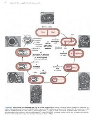 74 Capítulo 3 Estructura y función de la célula procariota
Figura 3.43 Formación de una endospora: ciclo vital de Bacillus megaterium. Las fases se señalan con números romanos. Los números de los
círculos indican el número de horas desde el final de la fase logarítmica. 0.25 h: célula vegetativa típica; 4 h: célula en fase II, septación; 5.5 h: célula
en fase III, englobamiento; 6.5 h: célula en fase IV, formación del córtex; 8 h: célula en fase V, formación de la cubierta; 10.5 h: célula en fase VI,
endospora madura en el esporangio. Abreviaturas utilizadas: CX, córtex; MIP y MEP, membranas interna y externa de la prespora, respectivamente;
M, mesosoma; N, nucleoide; S, septo; CE, cubierta de la endospora. Barras = 0.5 µm.
0.25
h
4
10.5
N
CX
CE
MEP
8
6.5
CE
N
N
5.5
NCX MEP
MIP
MEP
MIP
N
N
M
S
División celular
Pared
DNA
Córtex
Córtex
Exosporio
Exosporio
Espora libre
Cubierta de la
endospora
Cubierta
Protoplasto
modificado
Membrana
plasmática
I
Formación
del filamento
axial
V
Síntesis de
la cubierta
VII
Lisis del
esporangio,
liberación de
la espora
VI
Terminación de la síntesis
de la cubierta, incremento
en la refractilidad y
la termorresistencia
II
Formación
del septo
III
Englobamiento
de la
preesporaIV
Formación
del córtex
 