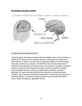 El sistema nervioso central

La organización del sistema nervioso
Todas las partes del sistema nervioso están conectadas entre sí. Para entender su
anatomía y funciones es útil el sistema nervioso en términos de las divisiones y
subdivisiones. El sistema nervioso central incluye el encéfalo y la médula espinal,
los cuales contienen, en conjunto, más del 90% de las neuronas del cuerpo. El
sistema nervioso periférico consta de nervios que conectan el encéfalo y la médula
espinal con todas las demás partes del cuerpo, llevando y trayendo mensajes
entre el sistema nervioso central y los órganos de los sentidos, músculos u
glándulas. El sistema nervioso periférico se subdivide en el sistema nervioso
somático, que y transmite información acerca de los movimientos del cuerpo y del
ambiente externo, y el sistema nervioso autónomo, que transmite información
hacia y desde los órganos y glándulas internos.

36

 