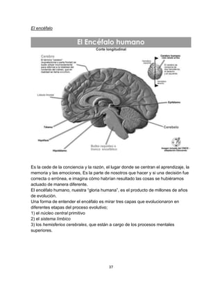 El encéfalo

Es la cede de la conciencia y la razón, el lugar donde se centran el aprendizaje, la
memoria y las emociones, Es la parte de nosotros que hacer y si una decisión fue
correcta o errónea, e imagina cómo habrían resultado las cosas se hubiéramos
actuado de manera diferente.
El encéfalo humano, nuestra “gloria humana”, es el producto de millones de años
de evolución.
Una forma de entender el encéfalo es mirar tres capas que evolucionaron en
diferentes etapas del proceso evolutivo;
1) el núcleo central primitivo
2) el sistema límbico
3) los hemisferios cerebrales, que están a cargo de los procesos mentales
superiores.

37

 