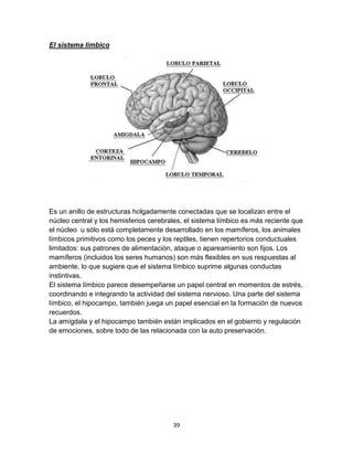 El sistema límbico

Es un anillo de estructuras holgadamente conectadas que se localizan entre el
núcleo central y los hemisferios cerebrales, el sistema límbico es más reciente que
el núcleo u sólo está completamente desarrollado en los mamíferos, los animales
límbicos primitivos como los peces y los reptiles, tienen repertorios conductuales
limitados: sus patrones de alimentación, ataque o apareamiento son fijos. Los
mamíferos (incluidos los seres humanos) son más flexibles en sus respuestas al
ambiente, lo que sugiere que el sistema límbico suprime algunas conductas
instintivas.
El sistema límbico parece desempeñarse un papel central en momentos de estrés,
coordinando e integrando la actividad del sistema nervioso. Una parte del sistema
límbico, el hipocampo, también juega un papel esencial en la formación de nuevos
recuerdos.
La amígdala y el hipocampo también están implicados en el gobierno y regulación
de emociones, sobre todo de las relacionada con la auto preservación.

39

 