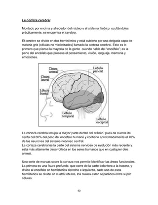 La corteza cerebral
Montado por encima y alrededor del núcleo y el sistema límbico, ocultándolos
prácticamente, se encuentra el cerebro.
El cerebro se divide en dos hemisferios y está cubierto por una delgada capa de
materia gris (células no mielinizadas) llamada la corteza cerebral. Esto es lo
primero que piensa la mayoría de la gente cuando habla del “encéfalo”; es la
parte del encéfalo que procesa el pensamiento, visión, lenguaje, memoria y
emociones.

La corteza cerebral ocupa la mayor parte dentro del cráneo, pues da cuenta de
cerda del 80% del peso del encéfalo humano y contiene aproximadamente el 70%
de las neuronas del sistema nervioso central.
La corteza cerebral es la parte del sistema nervioso de evolución más reciente y
está más altamente desarrollada en los seres humanos que en cualquier otro
animal.
Una serie de marcas sobre la corteza nos permite identificar las áreas funcionales.
La primera es una fisura profunda, que corre de la parte delantera a la trasera, y
divide al encéfalo en hemisferios derecho e izquierdo, cada uno de esos
hemisferios se divide en cuatro lóbulos, los cuales están separados entre si por
células.

40

 