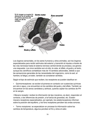 Los órganos sensoriales, en los seres humanos y otros animales, son los órganos
especializados para recibir estímulos del exterior y transmitir el impulso a través de
las vías nerviosas hasta el sistema nervioso central donde se procesa y se genera
una respuesta. Los cinco sentidos son el oído, la vista, el olfato, el gusto y el tacto,
aunque los científicos contabilizan más de 15 sentidos adicionales, debido a que
las sensaciones generales de las necesidades del organismo, como la sed, el
hambre, la fatiga y el dolor, también se consideran sentidos.
Según el tipo de estímulo que reciben, los receptores se pueden clasificar en:
• Quimiorreceptores: se excitan al ponerse en contacto con sustancias químicas
por aire o agua, y se encuentran en los sentidos del gusto y del olfato. También se
encuentran en los senos carotideos y aórticos, quienes captan los cambios de PH
en la sangre.
• Mecano receptor: reciben la información de tipo mecánico, es decir, responden al
contacto, a las diferencias de presión, a la fuerza de gravedad, etc. Existen
mecano receptores especializados, por ejemplo, los estatorreceptores informan
sobre la posición del equilibrio, y los fono receptores perciben las ondas sonoras.
• Termo receptores: se especializan en procesar la información sobre los
cambios de temperatura, algunos perciben el frío y otros el calor.
74

 