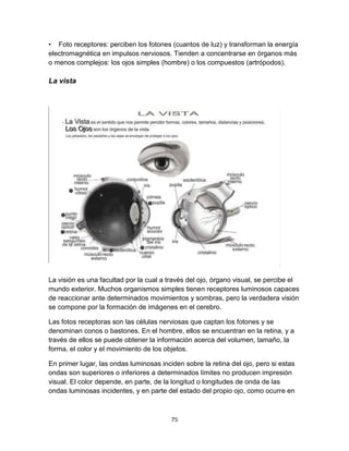 • Foto receptores: perciben los fotones (cuantos de luz) y transforman la energía
electromagnética en impulsos nerviosos. Tienden a concentrarse en órganos más
o menos complejos: los ojos simples (hombre) o los compuestos (artrópodos).

La vista

La visión es una facultad por la cual a través del ojo, órgano visual, se percibe el
mundo exterior. Muchos organismos simples tienen receptores luminosos capaces
de reaccionar ante determinados movimientos y sombras, pero la verdadera visión
se compone por la formación de imágenes en el cerebro.
Las fotos receptoras son las células nerviosas que captan los fotones y se
denominan conos o bastones. En el hombre, ellos se encuentran en la retina, y a
través de ellos se puede obtener la información acerca del volumen, tamaño, la
forma, el color y el movimiento de los objetos.
En primer lugar, las ondas luminosas inciden sobre la retina del ojo, pero si estas
ondas son superiores o inferiores a determinados límites no producen impresión
visual. El color depende, en parte, de la longitud o longitudes de onda de las
ondas luminosas incidentes, y en parte del estado del propio ojo, como ocurre en

75

 
