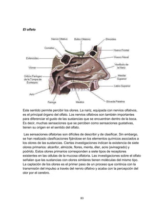 El olfato

Este sentido permite percibir los olores. La nariz, equipada con nervios olfativos,
es el principal órgano del olfato. Los nervios olfativos son también importantes
para diferenciar el gusto de las sustancias que se encuentran dentro de la boca.
Es decir, muchas sensaciones que se perciben como sensaciones gustativas,
tienen su origen en el sentido del olfato.
Las sensaciones olfatorias son difíciles de describir y de clasificar. Sin embargo,
se han realizado clasificaciones fijándose en los elementos químicos asociados a
los olores de las sustancias. Ciertas investigaciones indican la existencia de siete
olores primarios: alcanfor, almizcle, flores, menta, éter, acre (avinagrado) y
podrido. Estos olores primarios corresponden a siete tipos de receptores
existentes en las células de la mucosa olfatoria. Las investigaciones sobre el olfato
señalan que las sustancias con olores similares tienen moléculas del mismo tipo.
La captación de los olores es el primer paso de un proceso que continúa con la
transmisión del impulso a través del nervio olfativo y acaba con la percepción del
olor por el cerebro.

83

 