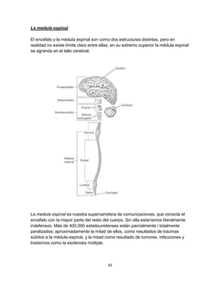 La medula espinal
El encéfalo y la médula espinal son como dos estructuras distintas, pero en
realidad no existe límite cl...