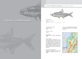 197
Especies Casi Amenazadas
Taxonomía
Orden: Characiformes
Familia: Characidae
Especie: Acestrocephalus anomalus (Steindachner 1880)
Acestrocephalus anomalus (Steindachner 1880)
Categoría Nacional
Casi Amenazada
(NT)
Nombre común
Cachás.
Sinonimia
Xyphorhamphus anomalus Steindachner
1880
Descripción
Cuerpo alargado y comprimido, con una
boca grande y dientes caninos que le dan
una apariencia fiera; de color claro y con
una banda plateada muy conspicua, que
se extiende desde el opérculo hasta el pe-
dúnculo caudal. Aletas hialinas y con una
mancha humeral y caudal. Escamas cte-
noideas, ásperas al tacto. Crece hasta unos
20 cm LT.
Distribución geográfica
Endémica de Colombia en la cuenca del
Magdalena (Maldonado-Ocampo et al.
2008).
Subcuencas: restringida a la cuenca baja
y media del Magdalena desde Magangue
hasta Apulo.
 