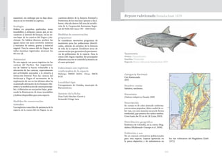202 203
CasiAmenazada
namental, sin embargo por su baja abun-
dancia no es rentable su captura.
Ecología
Habita en pequeñas quebradas, áreas
inundables y antiguos cauces que se en-
cuentran al interior del bosque, en las zo-
nas bajas de las cuencas del Dagua y An-
chicayá. De hábitos diurnos, prefiere las
aguas claras con poca corriente, someras
y sustratos de arenas, gravas y material
vegetal. Para la cuenca del río Dagua, las
tallas máximas registradas alcanzan los
60 mm LE.
Amenazas
Es una especie con pocos registros en las
cuencas del Pacífico. Sus requerimien-
tos de hábitat la hacen vulnerable a la
afectación de las cuencas, especialmente
por actividades asociadas a la minería y
extracción forestal. Para las cuencas del
Anchicayá y Dagua el incremento de la
explotación de oro en los últimos años ha
ocasionado alteración de los bosques ribe-
reños y la modificación de cauces principa-
les y tributarios en sus partes bajas, gene-
rando la disminución de áreas inundables
y hábitat disponibles para esta especie.
Medidas de conservación
tomadas
Los registros conocidos de presencia de la
especie en la cuenca del río Dagua, se en-
cuentran dentro de la Reserva Forestal y
Protectora de los ríos San Cipriano y Esca-
lerete, ubicada dentro del área de jurisdic-
ción de la Corporación Autónoma Regio-
nal del Valle del Cauca CVC - DAR Oeste.
Medidas de conservación
propuestas
Se consideran necesarios programas de
monitoreo para las poblaciones identifi-
cadas, además de estudios de la historia
de vida de la especie. Establecer áreas de
conservación que garanticen la permanen-
cia de poblaciones de la especie. Para la
cuenca del Dagua repoblar los principales
afluentes una vez se controle la minería en
el cauce principal.
Colecciones con registros
confirmados de la especie
Holotipo FMNH 56251. Otras: IMCN
4737.
Localidad tipo
Corregimiento de Córdoba, municipio de
Buenaventura.
Autores de la ficha
Gian Carlo Sánchez-Garcés y
Armando Ortega-Lara
Taxonomía
Orden: Characiformes
Familia: Characidae
Especie: Brycon rubricauda Steindachner 1879
Brycon rubricauda Steindachner 1879
Categoría Nacional
Casi Amenazada
(NT)
Nombre común
Sabaleta, sardinata.
Sinonimia
Chalceus rodopterus Posada 1909
Descripción
Su cuerpo es de color plateado uniforme,
con escamas pequeñas. Aleta caudal de co-
lor rojo, con una mancha oscura de forma
romboidal, que penetra los radios medios.
Crece hasta los 35 cm de LE (Lima 2003).
Distribución geográfica
Endémica de Colombia, en la cuenca Mag-
dalena (Maldonado-Ocampo et al. 2008).
Población y uso
No se conocen estimativos poblacionales
para esta especie. Especie apetecida en
la pesca deportiva y de subsistencia en
los ríos tributarios del Magdalena (Dahl
1971).
 