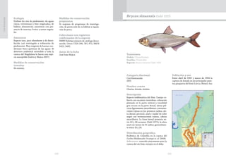 204 205
CasiAmenazada
Ecología
Prefiere los ríos de piedemonte, de aguas
claras, torrentosas y bien oxigenadas; de
hábitos alimenticios omnívoros con pre-
sencia de insectos, frutos y restos vegeta-
les.
Amenazas
Especie rara, poco abundante y de distri-
bución casi restringida a tributarios de
piedemonte. Muy exigente de buenas con-
diciones físico-químicas de las aguas. El
deterioro ambiental extendido a toda la
cuenca del Magdalena la hacen una espe-
cie susceptible (Galvis y Mojica 2007).
Medidas de conservación
tomadas
No existen.
Medidas de conservación
propuestas
Se requiere de programas de investiga-
ción, de protección de su hábitat y regula-
ción de pesca.
Colecciones con registros
confirmados de la especie
NMW Holotipo número de catálogo desco-
nocido. Otras: CIUA 246, 787, 972; IMCN
3413, 3482.
Autor de la ficha
José Iván Mojica Taxonomía
Orden: Characiformes
Familia: Characidae
Especie: Brycon sinuensis Dahl 1955
Brycon sinuensis Dahl 1955
Categoría Nacional
Casi Amenazada
(NT)
Nombre común
Charúa, dorada, mulata.
Descripción
Especie emblemática del Sinú. Cuerpo cu-
bierto con escamas ctenoideas; coloración
plateada en la parte ventral y tonalidad
gris oscura en la parte dorsal; aletas pél-
vicas ligeramente amarillentas y termina-
ciones rojizas en los primeros radios; ale-
ta dorsal, pectoral, anal y caudal de color
negro con terminaciones rojizas, cabeza
amarillenta. La línea lateral presenta en-
tre 63 y 68 escamas (Dahl 1971); la aleta
anal con menos de 31 radios, generalmen-
te entre 26 y 29.
Distribución geográfica
Endémica de Colombia en la cuenca del
Caribe (Maldonado-Ocampo et. al. 2008).
Subcuenca: conocida únicamente para la
cuenca del río Sinú, excepto en el delta.
Población y uso
Entre abril de 1983 y marzo de 1984 la
captura de dorada en los principales puer-
tos pesqueros del Sinú (Lorica, Momil, San
 