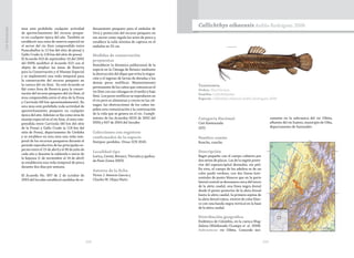 209208
CasiAmenazada
área está prohibida cualquier actividad
de aprovechamiento del recurso pesque-
ro en cualquier época del año. También se
estableció una zona de reserva especial en
el sector del río Sinú comprendido entre
Pasacaballos (a 12 km del sitio de presa) y
Gallo Crudo (a 118 km del sitio de presa).
El Acuerdo 010 de septiembre 10 del 2002
del INPA modificó el Acuerdo 013 con el
objeto de ampliar las áreas de Reserva
para la Conservación y el Manejo Especial
y se implementó una veda temporal para
la conservación del recurso pesquero en
la cuenca del río Sinú. En este Acuerdo se
fijó como Área de Reserva para la conser-
vación del recurso pesquero del río Sinú, el
área comprendida entre el sitio de la Presa
y Carrizola (40 km aproximadamente). En
esta área está prohibida toda actividad de
aprovechamiento pesquero en cualquier
época del año. Además se fija como área de
manejo especial en el río Sinú, el área com-
prendida entre Carrizola (40 km del sitio
de la Presa) y Gallo Crudo (a 118 km del
sitio de Presa), departamento de Córdoba
y se establece en esta área una veda tem-
poral de los recursos pesqueros durante el
período reproductivo de las principales es-
pecies entre el 15 de abril y el 30 de julio de
cada año y durante la subienda e inicio de
la bajanza (1 de noviembre al 14 de abril)
se establecerá una veda temporal de pesca
durante dos días por semana.
El Acuerdo No. 007 de 2 de octubre de
2003 del Incoder estableció medidas de or-
denamiento pesquero para el embalse de
Urrá y protección del recurso pesquero en
ese sector como regula los artes de pesca y
establece la talla mínima de captura en el
embalse en 35 cm.
Medidas de conservación
propuestas
Restablecer la dinámica poblacional de la
especie en la Ciénaga de Betancí mediante
la destrucción del dique que evita la migra-
ción y el ingreso de larvas de doradas y los
demás peces reofílicos. Mantenimiento
permanente de los caños que comunican el
río Sinú con sus ciénagas en el medio y bajo
Sinú. Los peces reofílicos se reproducen en
el río pero se alimentan y crecen en las cié-
nagas, las obstrucciones de los caños im-
piden esta comunicación y la continuación
de la vida que se genera en el río. Cumpli-
miento de los Acuerdos 0010 de 2002 del
INPA y 007 de 2003 del Incoder.
Colecciones con registros
confirmados de la especie
Sintipos: perdidos. Otras: ICN 2045.
Localidad tipo
Lorica, Cereté, Betancí, Tierralta y quebra-
da Naín (Lima 2003).
Autores de la ficha
Víctor J. Atencio García y
Charles W. Olaya-Nieto
Taxonomía
Orden: Siluriformes
Familia: Callichthyidae
Especie: Callichthys oibaensis Ardila-Rodríguez 2006
Callichthys oibaensis Ardila-Rodríguez 2006
Categoría Nacional
Casi Amenazada
(NT)
Nombre común
Roncho, runcho.
Descripción
Bagre pequeño con el cuerpo cubierto por
dos series de placas. Las de la región poste-
rior del supraoccipital desnudas, sin piel.
En vivo, el cuerpo de los adultos es de un
color pardo verdoso, con dos líneas hori-
zontales de punto blancos que en la parte
lateral central se desvanece cerca del inicio
de la aleta caudal; una línea negra dorsal
desde el punto posterior de la aleta dorsal
hasta la aleta caudal, la primera espina de
la aleta dorsal rojiza, vientre de color blan-
co con una banda negra vertical en la base
de la aleta caudal.
Distribución geográfica
Endémica de Colombia, en la cuenca Mag-
dalena (Maldonado-Ocampo et. al. 2008).
Subcuencas: río Oibita. Conocido úni-
camente en la subcuenca del río Oibita,
afluente del río Suárez, municipio de Oiba,
departamento de Santander.
 