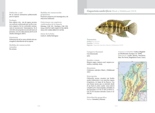 210 211
CasiAmenazada
Población y uso
No se conocen estimativos poblacionales
para la especie.
Ecología
Esta especie vive ríos de aguas oscuras,
con sustrato conformado por arcilla y ma-
teria orgánica. En los contenidos estoma-
cales se encontraron himenópteros. Es el
calíctido más pequeño encontrado hasta el
presente, con una talla máxima de 8 cm LE
(Ardila-Rodríguez 2007).
Amenazas
Deforestación de la cuenca donde está res-
tringida la distribución de la especie.
Medidas de conservación
tomadas
No existen.
Medidas de conservación
propuestas
Promover proyectos de investigación y de
educación ambiental.
Colecciones con registros
confirmados de la especie
Holotipo CAR 251. Paratipos CAR 250.
Otras: CZUT-IC 1837; IAvH-P 5730, IMCN
3310; ICN 13396; MBUCV-V 32798.
Autor de la ficha
Carlos A. Ardila-Rodríguez
Taxonomía
Orden:Perciformes
Familia: Cichlidae
Especie: Caquetaia umbrifera (Meek y Hildebrand 1913)
Caquetaia umbrifera(Meek y Hildebrand 1913)
Categoría Nacional
Casi Amenazada
(NT)
Nombre común
Mojarra negra, mojarra azul, mojarra an-
zuelera, mueluda, mula.
Sinonimia
Cichlasoma umbrifera Meek y Hildebrand
1913
Descripción
Coloración oscura, escamas con bordes
azules iridiscentes y con manchas negras
irregulares a lo largo de los flancos. Con
una franja oscura que se extiende desde
el ojo hasta la aleta caudal. Línea lateral
completa pero interrumpida y dividida en
dos porciones. A: V-VI; D: XVI 12-XVII 11.
Con 31-32 escamas laterales (Lasso et al.
2011d).
Distribución geográfica
Países: Colombia y Panamá.
Cuencas en Colombia: Caribe y Magdale-
na (Maldonado-Ocampo et al. 2008).
Subcuencas: Caribe (Atrato, Ranchería,
Sinú, Río Sucio), Magdalena (Cesar, Cauca,
 