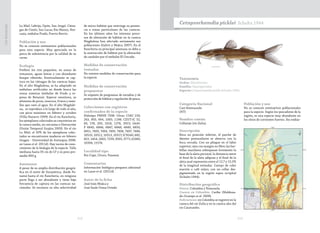 212 213
CasiAmenazada
La Miel, Lebrija, Opón, San Jorge). Ciéna-
gas de Cimití, San Lucas; Rio Manso, Nor-
casia, embalse Prado, Puerto Berrio.
Población y uso
No se conocen estimativos poblacionales
para esta especie. Muy apreciada en la
pesca de subsistencia por la calidad de su
carne.
Ecología
Prefiere los ríos pequeños, en zonas de
remansos, aguas lentas y con abundante
bosque ribereño. Eventualmente se cap-
tura en las ciénagas de las cuencas bajas.
En el alto Magdalena, se ha adaptado en
embalses artificiales en donde busca las
zonas someras (embalse de Prado y re-
presa de Betanía). Especie omnívora, se
alimenta de peces, insectos, frutos y semi-
llas que caen al agua. En el alto Magdale-
na, se reproduce a lo largo de todo el año,
con picos máximos en febrero y octubre
(Villa-Navarro 1999). En el río Ranchería,
los ejemplares colectados se concentran en
la cuenca media, en cercanías a Distracción
(Unión Temporal Guajira 2003). En el río
La Miel, el 50% de los ejemplares colec-
tados se encontraron maduros en febrero
(Isagen - Universidad de Antioquia 2008,
en Lasso et al. 2011d). Hay vacíos de cono-
cimiento de la biología de la especie. Talla
mediana hasta 35 cm de LT y su peso pro-
medio 800 g.
Amenazas
A pesar de su amplia distribución geográ-
fica en el norte de Suramérica, desde Pa-
namá hasta el río Ranchería, en ninguna
parte llega a ser abundante y tiene baja
frecuencia de captura en las cuencas na-
cionales. Se reconoce su alta selectividad
de micro-hábitat que restringe su presen-
cia a zonas particulares de las cuencas.
En los últimos años los intensos proce-
sos de alteración de hábitat en la cuenca
Magdalena han afectado seriamente sus
poblaciones (Galvis y Mojica 2007). En el
Ranchería su principal amenaza se debe a
la sustracción de hábitat por la alteración
de caudales por el embalse El Cercado.
Medidas de conservación
tomadas
No existen medidas de conservación para
la especie.
Medidas de conservación
propuestas
Se requiere de programas de estudios y de
protección de hábitat y regulación de pesca.
Colecciones con registros
confirmados de la especie
Holotipo FMHN 7598. Otras: CIAU 218,
243, 903, 904, 1005, 1198; CZUT-IC 52,
83, 178, 203, 1018, 1276, 3915; IAvH-
P 6845, 6846, 6847, 6848, 6849, 6850,
6851, 7493, 7494, 7495, 7496, 7497, 7498,
10510, 10512, 10513, 10517; ICN240, 682,
822, 1454, 2063, 7239, 9595, 9771,10389,
10394, 15174.
Localidad tipo
Río Cupe, Cituro, Panamá.
Comentarios
Información biológica-pesquera adicional
en Lasso et al. (2011d).
Autor de la ficha
José Iván Mojica y
José Saulo Usma Oviedo
Cetopsorhamdia picklei Schultz 1944
Categoría Nacional
Casi Amenazada
(NT)
Nombre común
Collarejo (río Zulia).
Descripción
Boca en posición inferior, el parche de
dientes premaxilares se observa con la
boca cerrada. Con un pliegue en el labio
superior; ojos con margen no libre; las bar-
billas maxilares sobrepasan levemente la
base de la aleta pectoral, la distancia entre
el final de la aleta adiposa y el final de la
aleta anal representa entre el 12,7 y 15,5%
de la longitud estándar. Cuerpo de color
marrón o café rojizo, con un collar des-
pigmentado en la región supra occipital
(Schultz 1944).
Distribución geográfica
Países: Colombia y Venezuela.
Cuenca en Colombia: Caribe (Maldona-
do-Ocampo et al. 2008).
Subcuencas: en Colombia se registró en la
cuenca del río Zulia y en la cuenca alta del
río Catatumbo.
Población y uso
No se conocen estimativos poblacionales
para la especie. Según los pescadores de la
región, es una especie muy abundante en
los sitios de corrientes fuertes. Sin embar-
Taxonomía
Orden: Siluriformes
Familia: Heptapteridae
Especie:Cetopsorhamdia picklei Schultz 1944
 