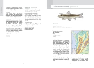 214 215
CasiAmenazada
go, este tipo de ambientes están restringi-
dos a la zona de piedemonte de los ríos de
la cuenca del Catatumbo.
Ecología
Es un habitante típico de los sitios con
aguas turbulentas con concentración de
oxígeno al nivel de saturación, prefiere
sustratos rocosos y con gravas gruesas.
Amenazas
En la región de distribución de esta espe-
cie la amenaza constante son los derra-
mes de petróleo producto de voladuras
del oleoducto Caño Limón – Coveñas,
principalmente en el río Catatumbo. Adi-
cionalmente, en la región del río Zulia, se
observan retroexcavadoras extrayendo
material del lecho del río, acción que oca-
siona alteraciones en el sustrato y cambios
en el cauce con la consecuente alteración
de la dinámica hídrica de los ríos.
Medidas de conservación
tomadas
No existen.
Medidas de conservación
propuestas
Controlar la extracción indiscriminada de
materiales del lecho de los ríos.
Colecciones con registros
confirmados de la especie
Holotipo USNM 121217. Paratipos MCZ
37261; UMMZ 141935; USNM 121218,
121219, 121220-21, 121222; ZMA
102123. Otras: IAvH-P 003, 3087, 3089;
ICN 790.
Localidad tipo
Río Motatán, 4 km arriba del Lago de Ma-
racaibo, Venezuela (Schultz 1944).
Autores de la ficha
Armando Ortega-Lara y
Claudia Castellanos
Taxonomía
Orden: Characiformes
Familia: Crenuchidae
Especie: Characidium caucanum Eigenmann 1912
Characidium caucanum Eigenmann 1912
Categoría Nacional
Casi Amenazada
(NT)
Nombre común
Rollicito.
Descripción
Cuerpo café amarillento en el dorso y cre-
ma o blanquecino en el vientre, con una
banda lateral conspicua que va desde el
hocico hasta el pedúnculo caudal, exten-
diéndose por los radios medios de la aleta
caudal. Boca subterminal pequeña, con
dientes premaxilares cónicos o tricúspides
en una sola hilera. La aleta pectoral no al-
canza las ventrales y las aletas pectorales
no alcanzan el origen de las aletas pélvi-
cas. Escamas en la línea lateral 32-34; ale-
ta anal con 8 a 9 radios y pectoral con tres
radios duros y 8 a 11 blandos (Maldonado-
Ocampo et al. 2005).
Distribución geográfica
Endémica de Colombia, en la cuenca Mag-
dalena-Cauca (Maldonado-Ocampo et al.
2008).
Subcuencas: era considerada endémica de
la cuenca alta del río Cauca, sin embargo,
Agudelo-Zamora et al. (2009b) registran
una población para el río Medellín, muni-
 