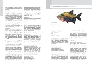 216 217
CasiAmenazada
cipio de Barbosa, en la cuenca del río Por-
ce, que forma parte de la cuenca media del
río Cauca.
Población y uso
Desde 1998 hasta 2009 se inventariaron
100 puntos a lo largo de la cuenca alta del
río Cauca (Ortega-Lara et al. 1999, 2000,
2002, Ortega-Lara 2004), registrándose
sólo en dos ríos pequeños, lo que indica
que tiene una distribución restricta y es-
pecificidad de hábitat. Las concentracio-
nes poblacionales más altas se encuentran
en la parte norte del alto Cauca entre los
departamentos de Quindío y Valle del
Cauca, donde se registra en la quebrada
Cristales, La Picota, Río Palomino y el río
Pijao (Román-Valencia et al. 2006).
Ecología
Habita en ríos pequeños y quebradas so-
meras, con un ancho promedio de 6 m y
una profundidad promedio de 1 m, tem-
peratura entre 19,4 y 30 °C, pH entre 7,03
y 8,08, oxígeno disuelto con concentracio-
nes elevadas entre 6,5 y 10,3 mg.l-1
. Pre-
fiere sustrato compuesto por arena, pie-
dras, fango y detrito (Román-Valencia et
al. 2006).
Prefiere los insectos acuáticos (78% de la
dieta), de los órdenes Díptera (Chironomi-
dae) y Trychoptera (Leptoceridae), segui-
do de ácaros, moluscos y restos vegetales
(22%) (Román-Valencia et al. 2006).
Las tallas máximas pueden llegar a los 7
cm LE (Maldonado-Ocampo et al. 2005).
Presenta dos picos de desove coincidentes
con el inicio de las lluvias, entre abril a
mayo y septiembre a octubre. Las hembras
alcanzan la madurez sexual a una talla
media de 3 cm LE y los machos cerca de los
4 cm. La fecundidad registrada presenta
un rango amplio, entre 123 y 6323 ovoci-
tos por hembra. Con dimorfismo sexual,
expresado en variación de intensidad en
la banda lateral y las bandas verticales,
marcadamente oscuras y continua en ma-
chos, mientras en las hembras es más cla-
ro y discontinua, los machos no presentan
bandas verticales en los costados; sin em-
bargo en las hembras las bandas verticales
en la región anal se extienden a lo largo del
cuerpo (Eigenmann 1912, 1922; Román-
Valencia et al. 2006).
Amenazas
Su principal amenaza es el deterioro de los
hábitat por actividad antrópica.
Medidas de conservación
tomadas
A partir del Acuerdo C. D. No. 028 de
2005, la Corporación Autónoma Regional
del Valle del Cauca CVC, adoptó el Plan de
Acción para la Biodiversidad del Valle del
Cauca 2005-2015 como instrumento de
lineamiento para la gestión de la biodiver-
sidad en el departamento.
Medidas de conservación
propuestas
Se requieren estudios poblacionales de la
especie, además de programas de recu-
peración de los hábitats. Es necesario el
control y revisión por parte de los entes
responsables, de las licencias ambientales
otorgadas para el desarrollo de actividades
de aprovechamiento de material y agua en
los diferentes tributarios de la cuenca.
Colecciones con registros
confirmados de la especie
Holotipo FMNH 56057. Paratipos: CAS
41275-77; FMNH 56058-60, 69546;
USNM 79183. Otras: CIUA 247, 268, 705,
740, 912-13, 924, 927; CZUT-IC 1160,
2878; ICN 2027, 2715, 3521, 10427,
11542, 16522; IMCN 1057, 2396, 2451,
3266, 3484, 3500; MHNUC-IC 0165.
Autores de la ficha
Armando Ortega-Lara,
Gian Carlo Sánchez-Garcés y
Henry D. Agudelo-Zamora
Taxonomía
Orden: Characiformes
Familia: Characidae
Especie: Colossoma macropomum (Cuvier 1816)
Colossoma macropomum(Cuvier 1816)
Categoría Nacional
Casi Amenazada
(NT)
Nombre común
Cachama negra; cherna (Guaviare); ga-
mitana, gambitana (Putumayo, Caquetá
y Trapecio Amazónico); cachama (Ori-
noco y Amazonas); tambaqui (Vaupés y
Amazonas). Introducida a otras cuencas
donde se conoce también con el nombre
de cachama.
Sinonimias
Salmo tambaqui Kner 1860
Myletes oculus Cope 1872
Myletes nigripinnis Cope 1878
Melloina tambaqui Campos 1946
Descripción
Opérculo y preopérculo con un reborde
membranoso que cierra el opérculo (Ro-
mán 1985). Dientes molariformes en la
mandíbula inferior y en el premaxilar.
Aleta dorsal con 16 radios, el primero cor-
to, y aleta adiposa y caudal radiada en los
adultos a diferencia de Piaractus donde es
carnosa (Lima y Goulding 1998). Su colo-
ración varía con la edad: los juveniles son
plateados con una mancha u ocelo negro
en la región media lateral y con las aletas
oscuras a negras; los adultos con la región
media ventral del cuerpo oscuro a negro y
la parte dorsal clara (Machado-Allison y
Fink 1995).
Distribución geográfica
Países: Bolivia, Brasil, Colombia, Ecua-
dor, Perú y Venezuela.
Cuencas en Colombia: Amazonas y Ori-
noco (Maldonado-Ocampo et al. 2008).
Especie trasplantada a las cuencas del
Magdalena-Cauca y Atrato, donde hace
parte importante de sus pesquerías.
Subcuencas: Amazonas (Amazonas, Apa-
poris, Mirití-Paraná, Caquetá, Cahunarí,
Putumayo, Vaupés). Orinoco (Guayabero,
Guaviare, Meta, Cusiana, Casanare, Aguas
Claras, Chire, Ariporo, Caño Mochuelo,
Arauca (Cravo Norte, Samuco, Ele, Lipa,
San Ignacio), Juriepe, Bita, Tomo, Vichada
y Estrella Inírida (Guaviare y Orinoco).
 