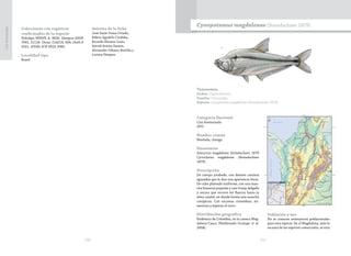 220 221
CasiAmenazada
Colecciones con registros
confirmados de la especie
Holotipo MNHN A. 8626. Sintipos ANSP
7991, 21124. Otras: CIACOL 606; IAvH-P
2031, 10549; ICN 3923, 9981.
Localidad tipo
Brasil.
Autores de la ficha
José Saulo Usma Oviedo,
Edwin Agudelo Córdoba,
Ricardo Álvarez-León,
Astrid Acosta-Santos,
Alexander Urbano-Bonilla y
Lucena Vásquez
Taxonomía
Orden: Characiformes
Familia: Characidae
Especie: Cynopotamus magdalenae (Steindachner 1879)
Cynopotamus magdalenae (Steindachner 1879)
Categoría Nacional
Casi Amenazada
(NT)
Nombre común
Mueluda, chango.
Sinonimias
Anacyrtus magdalenae Steindachner 1879
Cyrtocharax magdalenae (Steindachner
1879)
Descripción
De cuerpo jorabado, con dientes caninos
aguzados que le dan una apariencia feroz.
De color plateado uniforme, con una man-
cha humeral pequeña y una franja delgada
y oscura que recorre los flancos hasta la
aleta caudal, en donde forma una mancha
conspicua. Con escamas ctenoideas, nu-
merosas y ásperas al tacto.
Distribución geográfica
Endémica de Colombia, en la cuenca Mag-
dalena-Cauca (Maldonado-Ocampo et al.
2008).
Población y uso
No se conocen estimativos poblacionales
para esta especie. En el Magdalena, ante la
escasez de las especies comerciales, se está
 