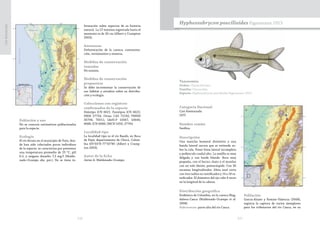 226 227
CasiAmenazada
Población y uso
No se conocen estimativos poblacionales
para la especie.
Ecología
El río Atrato en el municipio de Yuto, don-
de han sido colectados pocos individuos
de la especie, se caracteriza por presentar
una temperatura promedio de 25 ºC, pH
6.5, y oxígeno disuelto 7,3 mg/l (Maldo-
nado-Ocampo obs. per.). No se tiene in-
formación sobre aspectos de su historia
natural. La LT máxima registrada hasta el
momento es de 26 cm (Albert y Crampton
2003).
Amenazas
Deforestación de la cuenca; contamina-
ción, vertimientos y minería.
Medidas de conservación
tomadas
No existen.
Medidas de conservación
propuestas
Se debe incrementar la conservación de
sus hábitat y estudios sobre su distribu-
ción y ecología.
Colecciones con registros
confirmados de la especie
Holotipo ICN 6621. Paratipos ICN 6622;
NRM 27734. Otras: CAS 72192; FMNH
56794, 70511; IAvH-P 10567, 10646;
6686; ICN 6686; IMCN 1050, 27744.
Localidad tipo
La localidad tipo es el río Baudó, en Boca
de Pepé, departamento de Chocó, Colom-
bia (05°03’N-77°03’W) (Albert y Cramp-
ton 2003).
Autor de la ficha
Javier A. Maldonado-Ocampo
Taxonomía
Orden: Characiformes
Familia: Characidae
Especie: Hyphessobrycon poecilioides Eigenmann 1913
Hyphessobrycon poecilioides Eigenmann 1913
Categoría Nacional
Casi Amenazada
(NT)
Nombre común
Sardina
Descripción
Una mancha humeral distintiva y una
banda lateral oscura que se extiende so-
bre la cola. Posee línea lateral incompleta
y pedúnculo caudal alto. La mejilla es muy
delgada y con borde blando. Boca muy
pequeña, con el hocico chato y el maxilar
con un solo diente, pentacúspide. Con 36
escamas longitudinales. Aleta anal corta
con tres radios no ramificados y 14 a 18 ra-
mificados. El diámetro del ojo cabe 4 veces
en la longitud de la cabeza.
 
Distribución geográfica
Endémica de Colombia, en la cuenca Mag-
dalena-Cauca (Maldonado-Ocampo et al.
2008).
Subcuencas: parte alta del río Cauca.
Población
García-Alzate y Román–Valencia (2008),
registra la captura de varios ejemplares
para los tributarios del río Cauca, en su
 
