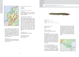 230 231
CasiAmenazada
cierto contenido de algas; también suele
raspar troncos sumergidos (Galvis et al.
1997). Dahl (1971) menciona que en el
Magdalena crece hasta los 30 cm de longi-
tud. En los monitoreos ambientales reali-
zados por ECOPETROL entre 1989 y 1995
(ECOPETROL et al. 1996) en la cuenca del
Catatumbo, tan sólo se capturó un ejem-
plar de 20 cm de LE.
Amenazas
Los procesos de deterioro ambiental de los
ríos donde está presente hacen presumir
alguna amenaza.
Medidas de conservación
tomadas
No existen.
Medidas de conservación
propuestas
Es importante promover la investigación
sobre la biología de la especie, así como
proteger su hábitat.
Colecciones con registros
confirmados de la especie
Holotipo USNM 121003; Paratipos MCZ
37259; UMMZ 142488; USNM 121004-
06, 121007, 121008, 121009-11; ZMA
102133. Otras: CAS 150373; CIUA 258,
261, 361, 378, 663, 894, 896, 901, 1003,
1010, 1147, 1375; CZUT-IC 77, 85, 130,
132, 133, 185, 670, 671, 674, 677, 699,
681, 711, 712, 718, 723, 746, 829, 880,
888, 985, 996,1263; IAvH-P 54, 3834,
3835; ICN 456, 737, 825, 1215, 1230,
1630, 1999, 2171, 2398, 2412, 2463,
3169, 3261, 3276, 4148; IMCN 3024; SIUC
34909.
Localidad tipo
Río Magdalena, Honda, Colombia.
Autores de la ficha
José Saulo Usma Oviedo y
José Iván Mojica
Taxonomía
Orden: Lepidosireniformes
Familia: Lepidosirenidae
Especie: Lepidosiren paradoxa Fitzinger 1837
Lepidosiren paradoxaFitzinger 1837
Categoría Nacional
Casi Amenazada
(NT)
Nombre común
Musú, pez pulmonado, piramboiá
Descripción
Pez pulmonado. Cuerpo de forma cilíndri-
ca y alargada, con rostro corto y puntiagu-
do. Aletas pareadas carnosas, filiformes y
vestigiales, crece hasta 1 m de longitud. De
color marrón oscuro, con manchas claras
irregulares, sus escamas están cubiertas
por piel que produce una abundante mu-
cosidad. Las ramificaciones sensoriales de
la línea lateral se extienden profusamente
en la cabeza.
Distribución geográfica
Países: Colombia, Argentina, Bolivia, Bra-
sil, Guayana Francesa, Paraguay y Perú.
Cuencas: Amazonas, Paraná y Paraguay.
Subcuencas: en Colombia es conocido
únicamente de la región de Leticia. Bogo-
tá-Gregory y Maldonado-Ocampo (2006b)
ampliaron su distribución para la Orino-
quia colombiana en el río Tomo a partir de
un ejemplar de museo, que no fue colecta-
do por los autores y sin que haya certeza de
su procedencia real. No se dispone de nin-
gún registro de colecta de la especie en la
Orinoquia. Se han encontrado evidencias
fósiles de esta especie en los depósitos de
la Venta en el alto Magdalena (Lundberg
1993).
 