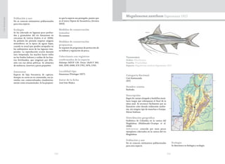 232 233
CasiAmenazada
Población y uso
No se conocen estimativos poblacionales
para esta especie.
Ecología
Se ha colectado en lagunas poco profun-
das y gramalotes del río Amazonas en
cercanías de Leticia (Galvis et al. 2006).
Su pulmón les permite respirar oxígeno
atmosférico en la época de aguas bajas,
cuando es usual que queden atrapados en
los sedimentos secos de las lagunas tem-
porales. La reproducción ocurre durante
esta temporada, los machos hacen nidos
en los fondos lodosos y cuidan de los hue-
vos fertilizados, que oxigenan por difu-
sión con sus aletas pélvicas. Se alimenta
de moluscos, insectos y peces pequeños.
Amenazas
Especie de baja frecuencia de captura.
Aunque su carne no es consumida, sus ju-
veniles son comercializados clandestina-
mente como ornamentales. Se ha propues-
to que la especie sea protegida, puesto que
es el único Dipnoi de Suramérica (Arratia
2003).
Medidas de conservación
tomadas
No existen.
Medidas de conservación
propuestas
Se requiere de programas de protección de
su hábitat y regulación de pesca.
Colecciones con registros
confirmados de la especie
Holotipo MZUF 128. Otras: IAvH-P 260,
648, 2039, 6068; ICN 1792, 2474, 5745.
Localidad tipo
Amazonas (Fitzinger 1837).
Autor de la ficha
José Iván Mojica
Taxonomía
Orden: Siluriformes
Familia: Pimelodidae
Especie: Megalonema xanthum Eigenmann 1912
Megalonema xanthum Eigenmann 1912
Categoría Nacional
Casi Amenazada
(NT)
Nombre común
Barbudo.
Descripción
Bagre de cuerpo alargado y barbillas maxi-
lares largas que sobrepasan el final de la
aleta anal. Se reconoce fácilmente por su
llamativo color dorado iridiscente unifor-
me, sin ningún tipo de manchas o franjas.
Aletas hialinas.
Distribución geográfica
Endémica de Colombia en la cuenca del
Magdalena (Maldonado-Ocampo et al.
2008).
Subcuencas: conocida por unos pocos
ejemplares colectados en la cuenca del río
Magdalena.
Población y uso
No se conocen estimativos poblacionales
para esta especie.
Ecología
Se desconoce su biología y ecología.
 