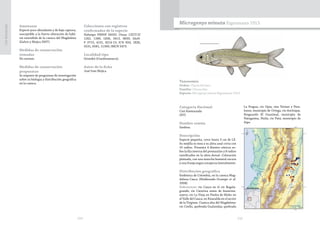 234 235
CasiAmenazada
Amenazas
Especie poco abundante y de baja captura,
susceptible a la fuerte alteración de hábi-
tat extendida de la cuenca del Magdalena
(Galvis y Mojica 2007).
Medidas de conservación
tomadas
No existen.
Medidas de conservación
propuestas
Se requiere de programas de investigación
sobre su biología y distribución geográfica
en la cuenca.
Colecciones con registros
confirmados de la especie
Holotipo FMNH 56032. Otras: CZUT-IC
1262, 1289, 1836, 2413, 3830; IAvH-
P 3715, 4131, 8214-15; ICN 834, 1826,
5531, 6581, 11560; IMCN 3473.
Localidad tipo
Girardot (Cundinamarca).
Autor de la ficha
José Iván Mojica
Taxonomía
Orden: Characiformes
Familia: Characidae
Especie: Microgenys minuta Eigenmann 1913
Microgenys minuta Eigenmann 1913
Categoría Nacional
Casi Amenazada
(NT)
Nombre común
Sardina.
Descripción
Especie pequeña, crece hasta 3 cm de LE.
Su mejilla es ósea y su aleta anal corta con
10 radios. Presenta 4 dientes cónicos so-
bre la fila interna del premaxilar y 8 radios
ramificados en la aleta dorsal. Coloración
plateada, con una mancha humeral oscura
y una franja negra conspicua lateralmente.
Distribución geográfica
Endémica de Colombia, en la cuenca Mag-
dalena-Cauca (Maldonado-Ocampo et al.
2008).
Subcuencas: río Cauca en el río Bugala-
grande, río Catarina antes de Anserma-
nuevo, río La Vieja en Piedra de Moler en
el Valle del Cauca; en Risaralda en el sector
de la Virginia. Cuenca alta del Magdalena:
río Coello, quebrada Gualanday, quebrada
La Fragua, río Opia; ríos Tetúan y Pera-
lonso, municipio de Ortega, río Anchique,
Resguardo El Guasimal, municipio de
Natagaima, Huila, río Patá, municipio de
Aipe.
 