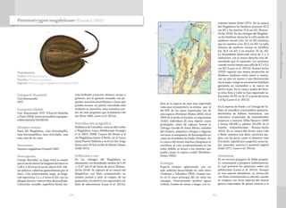 240 241
Taxonomía
Orden: Myliobatiformes
Familia: Potamotrygonidae
Especie: Potamotrygon magdalenae (Duméril 1865)
Potamotrygon magdalenae (Duméril 1865)
Categoría Nacional
Casi Amenazada
(NT)
Categoría Global
Casi Amenazada (NT) (Charvet-Almeida
y Pinto 2004) (www.iucnredlist.org/apps/
redlist/details/161385/0).
Nombre común
Raya del Magdalena, raya barranquilla,
raya barranquillera, raya reticulada, raya
roja, raya de río, raya.
Sinonimia
Taeniura magdalenae Duméril 1865
Descripción
Cuerpo discoidal, su largo total es mayor
que el ancho discal (la longitud del disco es
1,06 a 1,18 veces el ancho discal-AD). Ale-
tas pélvicas cubiertas generalmente por el
disco. Cola relativamente larga, su longi-
tud representa 1,1 a 2 veces el AD; con un
pliegue dorsal y ventral bien desarrollado.
Coloración variable, superficie dorsal ma-
rrón brillante a marrón oliváceo oscuro o
grisáceo, por lo general moteado con pe-
queñas manchas amarillentas o claras que
pueden formar un patrón reticulado más
evidente en juveniles; estas manchas sue-
len ser más pequeñas que el diámetro del
ojo (Rosa 1985, Lasso et al. 2011e).
Distribución geográfica
Endémica de Colombia, cuencas del Caribe
y Magdalena-Cauca (Maldonado-Ocampo
et al. 2005, 2008). Cuenca del Atrato y el
río Magdalena hasta el Huila, en el Cauca
hasta Puerto Valdivia y en el río San Jorge
hasta unos 50 km arriba de Monte Líbano
(Dahl 1971).
Población y uso
En las ciénagas del Magdalena es
abundante con densidades medias de 1,43
+/-0,37 ind./h de faena de pesca (Ramos-
Socha 2010). Se captura en la cuenca del
Magdalena con fines ornamentales en
estadio juvenil y ante el colapso de las
pesquerías, los adultos son capturados con
fines de subsistencia (Lasso et al. 2011e).
Esta es la especie de raya más exportada
como pez ornamental y se estima que el
60-70% de las rayas exportadas son de
esta especie (Perdomo-Núñez 2005). En el
2009 de acuerdo al Incoder, se exportaron
14.621 individuos de esta especie cuyos
principales sitios de captura fueron la
Ciénaga Grande de Santa Marta, embalse
del Gúajaro, pequeñas ciénagas o lagunas
cercanas al aeropuerto de Barranquilla así
como en el embalse de Prado (Tolima). En
la cuenca del Atrato muchos ejemplares se
sacrifican al caer accidentalmente en las
redes debido al temor a las lesiones que
puede causar la espina caudal (Perdomo-
Núñez 2005).
Ecología
Especie vivípara aplacentada, con un
solo embrión desarrollado en cada útero
(Teshima y Takeshita 1992). Común tan-
to en el cauce principal del río como las
ciénagas. Generalmente prefiere aguas
turbias, fondos de arena y fango, con co-
rrientes lentas (Dahl 1971). En la cuenca
del Magdalena las hembras alcanzan 42,2
cm AD y los machos 27,8 cm AD (Ramos-
Socha 2010). En las ciénagas del Magdale-
na las hembras alcanzan la talla media de
madurez sexual a los 24 cm AD mientras
que los machos a los 20,2 cm AD. La talla
mínima de madurez sexual en hembras
fue 16,4 cm AD y en machos 16 cm AD.
La fecundidad observada varió de 1 a 3
embriones, con el ovario derecho más de-
sarrollado que el izquierdo. Los neonatos
cuando nacen tienen una talla de 8,7 a 9,5
cm AD (Lasso et al. 2011e). Ramos-Socha
(2010) registra una mayor proporción de
hembras maduras entre enero y marzo,
con un pico en marzo y una disminución
hacia mayo. Luego se encuentran hembras
gestantes en noviembre y de nuevo en
abril y mayo. En la cuenca media del Atra-
to (ríos Bete y Cabí) se han registrado ta-
llas entre 18-65 cm de LT y pesos de hasta
1,6 Kg (Lasso et al. 2011e).
En la represa de Prado y la Cienaga de Sa-
bayo se considera consumidora primaria,
detritívora de hábitos bentónicos, con
consumos ocasionales de invertebrados
acuáticos e insectos (Villa-Navarro 1999)
y larvas (30,8%) y adultos (55,6%) de la
familia Polymitarcidae (Ramos-Socha
2010). En la cuenca del Atrato (ríos Cabí
y Bete), muestra una dieta carnívora am-
plia, con los peces como el alimento más
frecuente, seguido por cangrejos, renacua-
jos, caracoles, insectos y material vegetal
(Dahl 1971, Lasso et al. 2011e).
Amenazas
Es un recurso pesquero de doble propósi-
to, ornamental y pesquero (subsistencia),
lo cual potencia las amenazas sobre sus
poblaciones (Lasso et al. 2011e). Aunque
es una especie abundante, su extracción
con fines ornamentales es elevada cuando
se compara con otras especies del mismo
género exportadas de países vecinos y la
Potamotrygonmagdalenae(Duméril1865)
 