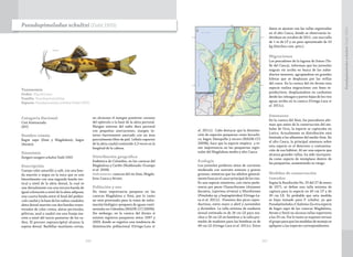 246 247
Taxonomía
Orden: Siluriformes
Familia: Pseudopimelodidae
Especie: Pseudopimelodus schultzi (Dahl 1955)
Pseudopimelodus schultzi (Dahl 1955)
Categoría Nacional
Casi Amenazada
(NT)
Nombre común
Bagre sapo (Sinú y Magdalena), bagre
(Atrato).
Sinonimia
Zungaro zungaro schultzi Dahl 1955
Descripción
Cuerpo color amarillo a café, con una ban-
da marrón o negra en la nuca que se une
lateralmente con una segunda banda ver-
tical a nivel de la aleta dorsal, la cual se
une dorsalmente con una tercera banda de
igual coloración a nivel de la aleta adiposa;
una cuarta banda entre el final del pedún-
culo caudal y la base de los radios caudales;
aleta dorsal marrón con dos bandas trans-
versales de color crema; aletas pectorales,
pélvicas, anal y caudal con una franja ma-
rrón a nivel del tercio posterior de los ra-
dios. El proceso supraoccipital alcanza la
espina dorsal. Barbillas maxilares cortas,
no alcanzan el margen posterior carnoso
del opérculo o la base de la aleta pectoral.
Margen externo del radio duro pectoral
con pequeñas aserraciones, margen in-
terno fuertemente aserrado con un área
parcialmente libre de piel. Lóbulo superior
de la aleta caudal contenido 2,3 veces en la
longitud de la cabeza.
Distribución geográfica
Endémica de Colombia, en las cuencas del
Magdalena y Caribe (Maldonado-Ocampo
et al. 2008).
Subcuencas: cuencas del río Sinú, Magda-
lena-Cauca y Atrato.
Población y uso
No tiene importancia pesquera en las
cuencas Magdalena y Sinú, por lo tanto
no está priorizada para la toma de infor-
mación biológico-pesquera de aguas conti-
nentales en Colombia (MADR-CCI 2009b).
Sin embargo, en la cuenca del Atrato si
existen registros pesqueros entre 1997 y
2009, donde se registra una tendencia de
disminución poblacional (Ortega-Lara et
al. 2011c). Cabe destacar que la disminu-
ción de especies pesqueras como bocachi-
co, bagre, blanquillo y nicuro (MADR-CCI
2009b), hace que la especie empiece a te-
ner importancia en las pesquerías regio-
nales del Magdalena medio y alto Cauca.
Ecología
Los juveniles prefieren sitios de corriente
moderada con sustrato arenoso y gravas
gruesas, mientras que los adultos general-
mente buscan el cauce principal de los ríos.
Es una especie omnívora, con cierta prefe-
rencia por peces Characiformes (Astyanax
fasciatus, Leporinus striatus) y Siluriformes
(Pimelodus sp. y heptaptéridos) (Ortega-La-
ra et al. 2011c). Presenta dos picos repro-
ductivos, entre enero y abril y noviembre
y diciembre. La talla mínima de madurez
sexual estimada es de 24 cm LE para ma-
chos y 26 cm LE en hembras y la talla pro-
medio de madurez para las hembras es de
49 cm LE (Ortega-Lara et al. 2011c). Estos
datos se ajustan con las tallas registradas
en el alto Cauca, donde se observaron in-
dividuos en octubre de 2011, con una talla
de 1 m de LT y un peso aproximado de 10
kg (Sánchez com. pers.).
Migraciones
Los pescadores de la laguna de Sonso (Va-
lle del Cauca), informan que los juveniles
migran río arriba en busca de los subsi-
diarios menores, agrupándose en grandes
hileras que se desplazan por las orillas
del cauce. En la cuenca del río Atrato esta
especie realiza migraciones con fines re-
productivos, desplazándose en cardumen
desde las ciénagas y partes bajas de los ríos
aguas arriba en la cuenca (Ortega-Lara et
al. 2011c).
Amenazas
En la cuenca del Sinú, los pescadores afir-
man que antes de la construcción del em-
balse de Urra, la especie se capturaba en
Lorica. Actualmente su distribución está
limitada a los afluentes del medio Sinú. En
el alto Cauca, la principal amenaza sobre
esta especie es el deterioro y contamina-
ción de sus hábitat. Al ser una especie que
alcanza grandes tallas, ha sido incorpora-
da como especie de reemplazo dentro de
las pesquerías, aumentando su riesgo.
Medidas de conservación
tomadas
Según la Resolución No. 25 del 27 de enero
de 1971, se define una talla mínima de
captura para la especie en 45 cm LT y de
30 cm LE. Es probable que esta medida
se haya tomado para P. schultzi, ya que
Pseudopimeloduscf.bufonius(laotraespecie
de bagre sapo de las cuencas Magdalena,
Atrato y Sinú) no alcanza tallas superiores
a los 35 cm. Por lo tanto se requiere revisar
el grupo para que las medidas de manejo se
apliquen a las especies correspondientes.
Pseudopimelodusschultzi(Dahl1955)
 
