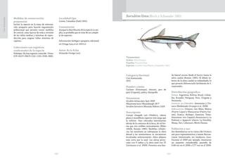 248 249
CasiAmenazada
Medidas de conservación
propuestas
Incluir la especie en la toma de informa-
ción pesquera para hacerle seguimiento
poblacional que permita tomar medidas
de control, como épocas de veda y revisión
de las tallas medias y mínimas de repro-
ducción para asignar tallas mínimas de
captura.
Colecciones con registros
confirmados de la especie
Holotipo: No hay registro conocido. Otras:
ICN 14227; IMCH 1142, 1143, 2349, 3885.
Localidad tipo
Cereté, Colombia (Dahl 1955).
Comentarios
Aunque la distribución de la especie es am-
plia, es probable que se trate de un comple-
jo de especies.
Información biológico-pesquera adicional
en Ortega-Lara et al. (2011c).
Autor de la ficha
Armando Ortega-Lara
Taxonomía
Orden: Siluriformes
Familia: Pimelodidae
Especie: Sorubim lima Bloch y Schneider 1801
Sorubim lima Bloch y Schneider 1801
Categoría Nacional
Casi Amenazada
(NT)
Nombre común
Cucharo (Putumayo), charuto, pico de
pato (Caquetá), paleta, blanquillo.
Sinonimias
Sorubim infraoculare Spix 1829
Platystoma luceri Weyenbergh 1877
Sorubim latirostris Miranda-Ribeiro 1920
Descripción
Cuerpo alargado casi cilíndrico, cabeza
plana y mandíbula superior más larga que
la inferior. Ojos colocados lateralmente
detrás de la comisura de la boca, de tal for-
ma que son visibles ventralmente (Miles
1943b, Román 1985). Barbillas cilíndri-
cas, las maxilares no sobrepasan la aleta
dorsal y las mentonianas se encuentran
localizadas anteriormente. Aleta adiposa
más corta que la anal. Las aletas pecto-
rales con 9 radios y la aleta anal con 22
(Littmann et al. 2000). Presenta una ban-
da lateral oscura desde el hocico hasta la
aleta caudal (Román 1985). El lóbulo in-
ferior de la aleta caudal es redondeado, lo
que permite diferenciarlo fácilmente de S.
cuspicaudus.
 
Distribución geográfica
Países: Argentina, Bolivia, Brasil, Colom-
bia, Ecuador, Paraguay, Perú, Uruguay y
Venezuela.
Cuencas en Colombia: Amazonas y Ori-
noco (Maldonado-Ocampo et al. 2008)
Subcuencas: Orinoco: ríos Meta, Metica
(Puerto López) y Manacacias (Puerto Gai-
tán), Arauca, Atabapo, Guaviare, Tomo.
Amazonas: ríos Caquetá (Araracuara y La
Pedrera) y Apaporis (chorro La Estrella),
Mesay, Yarí, Cahuinarí, Mirití-Parana.
 
Población y uso
Sus desembarcos en la cuenca del Orinoco
son poco representativos y tienen fluctua-
ciones interanuales sin tendencia clara.
Durante el 2009 por ejemplo, mostraron
un aumento considerable, pasando de
0,48 ton en el 2008 a 3,77 ton en el 2009.
 