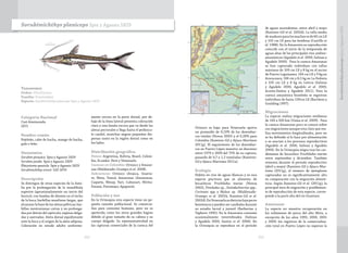 252 253
Taxonomía
Orden: Siluriformes
Familia: Pimelodidae
Especie: Sorubimichthys planiceps Spix y Agassiz 1829
Sorubimichthys planiceps Spix y Agassiz 1829
Categoría Nacional
Casi Amenazada
(NT)
Nombre común
Pejeleño, cabo de hacha, mango de hacha,
palo o leño.
Sinonimias
Sorubim pirauáca Spix y Agassiz 1829
Sorubim jandia Spix y Agassiz 1829
Platystoma spastula Spix y Agassiz 1829
Sorubimichthys ortoni Gill 1870
Descripción
Se distingue de otras especies de la fami-
lia por la prolongación de la mandíbula
superior (aproximadamente un tercio del
hocico); con bandas de dientes en el techo
de la boca; barbillas maxilares largas, que
alcanzan la base de las aletas pélvicas; bar-
billas mentonianas cortas y no prolonga-
das por detrás del opérculo; espinas delga-
das y aserradas. Aleta dorsal equidistante
ente la boca y el origen de la aleta adiposa.
Coloración en estado adulto uniforme-
mente oscura en la parte dorsal, por de-
bajo de la línea lateral presenta coloración
clara y una banda oscura que va desde las
aletas pectorales y llega hasta el pedúncu-
lo caudal, manchas negras pequeñas dis-
persas tanto en la región dorsal como en
los lados.
Distribución geográfica
Países: Argentina, Bolivia, Brasil, Colom-
bia, Ecuador, Perú y Venezuela.
Cuencas en Colombia: Orinoco y Amazo-
nas (Maldonado-Ocampo et al. 2008).
Subcuencas: Orinoco (Arauca, Guavia-
re, Meta, Tomo); Amazonas (Amazonas,
Caquetá, Mesay, Yarí, Cahunarí, Mirita-
Paraná, Putumayo, Apaporis).
Población y uso
En la Orinoquia esta especie tiene un pe-
queño tamaño poblacional. Se comercia-
liza para consumo humano, pero no es
apetecida como los otros grandes bagres
debido al gran tamaño de su cabeza y su
cuerpo delgado. Su representatividad en
las capturas comerciales de la cuenca del
Orinoco es baja; para Venezuela aporta
un promedio de 0,19% de los desembar-
cos totales (Novoa 2002) y el 0,28% para
Colombia (Ramírez-Gil y Ajiaco-Martínez
2011g). El seguimiento de los desembar-
cos en Puerto López muestra un descenso
entre 1979 y 2009 del 75% de su captura,
pasando de 4,7 a 1,2 toneladas (Ramírez-
Gil y Ajiaco-Martínez 2011a).
Ecología
Habita en ríos de aguas blancas y es una
especie piscívora que se alimenta de
bocachicos Prochilodus mariae (Novoa
2002), Pimelodus sp., Steindachnerina spp.,
Curimata spp y Myleus sp. (Maldonado-
Ocampo et al. 2001b, Ramírez-Gil et al.
2002d).EnVenezuelasudietaincluyepeces
bentónicos y pueden ser caníbales durante
su estadio larval y juvenil (Barbarino y
Taphorn 1995). En la Amazonia consume
ocasionalmente invertebrados (Salinas
y Agudelo 2000, Santos et al. 2006). En
la Orinoquia se reproduce en el periodo
de aguas ascendentes, entre abril y mayo
(Ramírez-Gil et al. 2002d). La talla media
de madurez para los machos es de 60 cm LE
y 105 cm LE para las hembras (Castillo et
al. 1988). En la Amazonia su reproducción
coincide con el inicio de la temporada de
aguas altas de los principales ríos andino-
amazónicos (Agudelo et al. 2000, Salinas y
Agudelo 2000). Para la cuenca Amazonas
se han capturado individuos con tallas
máximas de 109 cm LE y 8 kg en el sector
de Puerto Leguízamo; 104 cm LE y 9 kg en
Araracuara; 106 cm y 8,5 kg en La Pedrera
y 105 cm LE y 8 kg en Leticia (Salinas
y Agudelo 2000, Agudelo et al. 2000,
Acosta-Santos y Agudelo 2011). Para la
cuenca amazónica brasileña se registran
individuos de hasta 150cm LE (Barthem y
Goulding 1997).
Migraciones
La especie realiza migraciones medianas
de 100 a 500 km (Usma et al. 2009). Para
la cuenca Amazonas poco se conoce sobre
sus migraciones aunque esta claro que rea-
liza movimientos longitudinales, pero no
se ha definido si lo hace por alimentación
o se asocian a los procesos reproductivos
(Agudelo et al. 2000, Salinas y Agudelo
2000). En la Orinoquia migra tras los car-
dúmenes de bocachico Prochilodus mariae
entre septiembre y diciembre. También
remonta durante el periodo reproductivo
(abril a mayo) (Ramírez-Gil y Ajiaco-Mar-
tínez (2011g), el número de ejemplares
capturados no es significativamente alto
en comparación con la migración alimen-
ticia. Según Ramírez-Gil et al. (2011g), la
principal área de migración y posiblemen-
te de reproducción de esta especie, corres-
ponde a la parte alta del río Guaviare.
Amenazas
La especie no muestra recuperación en
los volúmenes de pesca del alto Meta, a
excepción de los años 1995, 2000, 2001
y 2009; los registros de la comercializa-
ción total en Puerto López no superan la
SorubimichthysplanicepsSpixyAgassiz1829
 