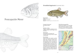 257
Preocupación Menor
Taxonomía
Orden: Characiformes
Familia: Characidae
Especie: Grundulus bogotensis (Humboldt 1821)
Grundulus bogotensis (Humboldt 1821)
Categoría Nacional
Preocupación Menor
LC
Nombre común
Guapucha y guapuche (altiplanicies de la
cordillera Oriental, desde Bogotá hasta
Santander).
Sinonimias
Poecilia bogotensis Humboldt 1821
Grundulus cochae Román-Valencia, Paepke
y Pantoja 2003
Descripción
Cuerpo cubierto por escamas. La aleta
dorsal tiene 9 radios, aletas pectorales 15
radios, aletas ventrales 7 radios y aleta
anal 21 radios y caudal con 32. Línea la-
teral ligeramente curva e incompleta que
se extiende detrás de la aleta pectoral.
Coloración dimórfica sexual que se acen-
túa durante la época de reproducción: los
machos desde antes de alcanzar la madu-
rez adquieren una evidente pigmentación
externa, a lo largo de la región ventral. Las
hembras poseen una coloración plateada
metálica en la región del istmo (Forero y
Garzón 1974).
Distribución geográfica
Endémica de Colombia, en la cuenca Mag-
dalena (Maldonado-Ocampo et al. 2008).
Subcuencas: especie endémica del altipla-
no Cundiboyacense. Con los programas de
 