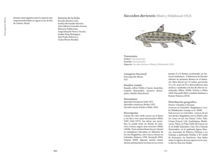 261260
PreocupaciónMenor
plantea interrogantes pues la especie más
emparentada habita en aguas al sur de Río
de Janeiro, Brasil.
Autores de la ficha
Ricardo Álvarez-León,
Sandra Hernández-Barrero,
Julio Alberto González-Acosta,
Mauricio Valderrama,
Jorge Eduardo Forero-Useche,
Andrés Peña-Rodríguez,
Saúl Prada-Pedreros y
Carlos Rivera-Rondón
Taxonomía
Orden: Characiformes
Familia: Parodontidae
Especie: Saccodon dariensis (Meek y Hildebrand 1913)
Saccodon dariensis (Meek y Hildebrand 1913)
Categoría Nacional
Preocupación Menor
(LC)
Nombre común
Rayado, rollizo (Valle y Cauca), dormilón,
torpedo (Santander), mazorco (Antio-
quia), robalito (Ranchería).
Sinonimias
Apareidon brevipinnis Dahl 1971
Apareidon compressus Breder 1925
Saccodon caucae Schultz y Miles 1943
Descripción
Cuerpo de color verde oscuro en el dorso
y con dos o tres rayas horizontales (Miles
1947, Dahl 1971). Sus aletas son amari-
llas, la caudal tiene un diseño de man-
chas y líneas negras muy atractivo (Miles
1943b). Tiene polimorfismo bucal y dental
en ejemplares colectados en afluentes de
los ríos Magdalena, alto Cauca y Atrato en
Colombia (Roberts 1974, Pavanelli 2003,
Trapani 2004). Algunos morfos tienen
dientes premaxilares en línea recta y otros
poseen 6 u 8 dientes escalonados en for-
ma de medialuna. A diferencia de Parodon
caliensis no presenta dientes en el denta-
rio. Aleta dorsal con 12 radios, pectorales
15 a 16, anal con l9 y aletas pélvicas muy
anchas y cuadradas con dos de ellos no ra-
mificados (Miles 1943b, Schultz y Miles
1943, Pavanelli 2003, Londoño-Burbano y
Román-Valencia 2010).
Distribución geográfica
Países: Colombia y Panamá.
Cuencas en Colombia: Magdalena y Cari-
be (Maldonado-Ocampo et al. 2008).
Subcuencas en Colombia: cuencas de los
ríos Atrato, Magdalena (río La Miel) y alto
río Cauca en los ríos Palacé, Cofre, Palo,
Ovejas (Cauca); Cali, Guadalajara, Media-
canoa, Tuluá, La Vieja (Valle del Cauca), en
el río Roble (Quindío) y San Gil y Charalá
(Santander), en la quebrada Aguas Blan-
cas, municipio de Villarica (Tolima) y río
Guatape y quebradas Peñoles y El Cardal
de Antioquia, río Ranchería. Hay dudas
sobre el registro de esta especie en la cuen-
ca del río Sinú (río Verde).
 