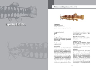 52 53
Especies Extintas Taxonomía
Orden: Siluriformes
Familia: Trichomycteridae
Especie: Rhizosomichthys totae Miles 1942
Rhizosomichthys totaeMiles 1942
Categoría Nacional
Extinta
EX
Categoría Global
La especie fue categorizada como Extinta
en la Lista Roja de Especies Amenazadas
de UICN (1996).
Nombre común
Pez graso, runcho.
Descripción
Cuerpo con una serie de circunvoluciones
de tejido graso bajo la piel que le confiere
una apariencia extraña. Su cuerpo es cilín-
drico con 6 ó 7 anillos prominentes circun-
dantes en el tronco y dos ampollas grandes
en la región occipital, del tamaño aproxi-
mado de la cabeza. Su cola es lisa y compri-
mida. Ojos pequeños en posición superior
y sin bordes libres. Boca terminal ancha,
dientes largos numerosos, prominentes y
cónicos. Aletas dorsal y anal redondeadas,
con 9 y 6 radios. Deriva su nombre genéri-
co de la cobertura gruesa de tejido adiposo
formando anillos circundantes y dos pro-
tuberancias del mismo tejido en la región
nucal (Miles 1943a).
Distribución geográfica
Endémica de Colombia en el Lago de Tota
(Miles 1942).
Población y uso
Se conoce por unos ejemplares captura-
dos con el holotipo y por otro colectado en
1958 y depositado en el ICN. Desde esta
última fecha no se existen capturas regis-
tradas de la especie.
Ecología
Prácticamente desconocida. Miles (1947),
quien describió la especie anotó respecto
de su biología “es tal vez el único pez de
agua dulce con una envoltura grasosa de
esta clase, característica presumiblemente
ligada con su modo de vida. A diferencia
de todos los Trichomycterus que viven en
aguas pantanosas, esta especie vive en las
profundidades del Lago, para lo cual, na-
turalmente, es indispensable alguna adap-
tación especial, si se considera la falta de
 