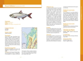 6160
Taxonomía
Orden: Characiformes
Familia: Characidae
Especie: Brycon labiatus Steindachner 1879
Brycon labiatusSteindachner 1879
Categoría Nacional
En Peligro
EN (B1a)
Nombre común
Sabaleta de piedra.
Descripción
Labio inferior negro sobresaliente hacia
delante y colgante. Longitud de la cabeza
contenida cuatro veces en la longitud es-
tándar. Tres hileras de dientes en el pre-
maxilar. Línea lateral con una modifica-
ción de los poros en las escamas sobre la
línea lateral en forma de tridente. Cuerpo
fusiforme, plateado; aleta caudal color rojo
intenso con la base de los radios centrales
oscurecidos.
Distribución geográfica
Endémica de Colombia, en la cuenca del
Magdalena (Maldonado-Ocampo et al.
2008).
Subcuencas: río Cauca en Cáceres, Antio-
quia (Steindachner 1879), río Magdalena
en Barranquilla, río Lebrija en Barrancas
(Steindachner 1902, Castellanos-Morales
et al. 2011) y río Batatal (Uré), tributario
del río San Jorge en el municipio de Aya-
pel, Cordoba (Dahl 1943).
Población y uso
La especie fue descrita para el río Cauca
en el municipio de Cáceres en Antioquia
(Steindachner 1879, Dahl 1943). Brycon
labiatus sólo era conocida por los tres
ejemplares tipo desde la descripción
original (Steindachner 1879). En 11
años de muestreos en la región del alto
Cauca (entre 1998 y 2009) solo se colectó
un ejemplar en 100 puntos evaluados
(Ortega-Lara et al. 1999, 2000, 2002,
Ortega-Lara 2004). En 2002 fue colectada
en la desembocadura del río Claro al alto
río Cauca (municipio de Jamundí, Valle del
Cauca). Con este registro se acumula un
total de cuatro ejemplares en colecciones
desde 1879, lo que la hace una de las
especies más raras y poco abundantes de
Colombia (Dahl 1971).
Ecología
En el río Claro afluente del río Cauca, habi-
ta zonas de velocidad de la corriente lenta,
con abundante vegetación marginal y el
sustrato rocoso. No hay información acer-
ca de dieta y aspectos reproductivos.
Amenazas
Es una especie endémica conocida de muy
pocas localidades. La cuenca del río Cau-
ca es una de las regiones más pobladas
del país, con una alta concentración de
industrias y agricultura intensiva, por lo
que la alteración del hábitat y contamina-
ción del área de distribución de la especie
es inminente.
Medidas de conservación
tomadas
Con el acuerdo C.D. No. 028 de 2005, la
Corporación Autónoma Regional del Valle
del Cauca CVC, adoptó el Plan de Acción
para la Biodiversidad del Valle del Cauca
2005-2015. Este documento priorizó la
generación de conocimiento a corto plazo,
esta especie fue categorizada regional-
mente como inclasificable (SU), debido a la
falta de información (Castillo y González
2007).
Medidas de conservación
propuestas
Se propone realizar estudios de su biología
poblacional y protección de hábitat.
Colecciones con registros
confirmados de la especie
Holotipo NMW número desconocido.
IMCN 3830.
Localidad Tipo
Río Cauca en Cáceres, Antioquia (Steinda-
chner 1879).
Autores de la ficha
Armando Ortega-Lara y
Henry D. Agudelo-Zamora
BryconlabiatusSteindachner1879
 