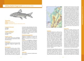 6362
Taxonomía
Orden: Characiformes
Familia: Prochilodontidae
Especie: Ichthyoelephas longirostris (Steindachner 1879)
Ichthyoelephas longirostris (Steindachner 1879)
Categoría Nacional
En Peligro
EN (A2c)
Categoría Regional
Cuenca río Ranchería
En Peligro Crítico
CR (A2c)
Nombre común
Jetudo (Valle), pataló (cuenca del Magda-
lena), pataló hocicón (Santander), besote,
jetón (Ranchería).
Sinonimias
Ichthyoelephas patalo Posada-Arango 1909
Icthyoelephas longirostris neglectus Dahl
1971
Descripción
Muy similar al bocachico, pero se distin-
gue por su boca más prominente, con el
labio superior mucho más grueso, los ojos
relativamente pequeños y por la ausencia
de la espina predorsal, característica de
los bocachicos. Sus dientes nunca están
fijos a los huesos de la boca y se disponen
en forma de cerda colocados en dos series,
una en la circunferencia de la boca y la otra
en forma de una “v” en los labios (Posada-
-Arango 1909). Su nombre Ichthyolephas
longirostris (pez elefante de rostro largo)
hace referencia a su boca grande, en forma
de embudo o trompa.
Distribución geográfica
Endémica de Colombia en las cuencas del
Magdalena y Ranchería. Su único con-
génere se encuentra en el río Guayas en
Ecuador.
Subcuencas: río Magdalena y tributarios
como los ríos San Jorge y Cauca en tributa-
rios como los ríos Timba, Claro, Frío, Pie-
dras, afluentes del río La Vieja y río Quin-
dío. Presente tambien en el río Ranchería,
desde la zona del Cerrejón hasta el sector
del embalse de la represa El Cercado, pero
según los pescadores de la zona, alcanza a
remontar hasta los 1000 m s.n.m., junto
con ejemplares de Salminus affinis y Brycon
moorei.
Población
No se conocen estimativos poblacionales
para la especie.
Ecología
Habita principalmente los afluentes late-
rales de los grandes ríos de la cuenca del
Magdalena. Prefiere aguas rápidas, claras
y es poco usual capturarlo en las ciénagas
de la parte baja. No participa de la subien-
da, pero al parecer efectúa desplazamien-
tos cortos durante los meses de verano.
Baja a los ríos grandes cuando sus aguas
son menos turbias (Dahl 1971, Miles
1947). En la cuenca del río Ranchería an-
tes de la construcción de la represa El Cer-
cado, la especie realizaba desplazamientos
cortos a lo largo del eje del río, aunque las
mayores capturas ocurrian hacia la zona
actual del frente de presa (La Virgen, Dis-
tracción - Guajira).
Se alimenta de algas adheridas a piedras y
empalizadas cuyo desarrollo es favorecido
en los ríos con aguas claras y corrientes
(Dahl 1971, Patiño 1973). Tiene una ma-
yor capacidad que el bocachico para re-
montar zonas de torrente, y una capacidad
reproductiva más alta. Para el río La Vieja
en el alto Cauca, se registra una fecundi-
dad de 1.400.000 huevos para una hembra
de 4,5 kg de peso (Román-Valencia 1993a).
Para la cuenca del río Ranchería se ha re-
gistrado una talla máxima de 41 cm y cer-
ca de 20.000 oocitos por hembra (Mojica et
al. 2006b). En ambas cuencas, los aspectos
ecológicos y reproductivos de esta especie
son prácticamente desconocidos y la infor-
mación disponible corresponde a registros
puntuales y localizados. En algunas par-
tes de la cuenca del Magdalena alcanza a
superar los 50 cm LT, particularmente en
inmediaciones de Neiva (Huila). En el río
Ovejas, afluente del Cauca, se capturó una
hembra en octubre 1995, la cual tenía 51,5
cm LT y un peso de 3 kg, de los cuales la
masa de huevos pesó 1,5 kg (Usma com.
pers.).
Amenazas
Endémica de Colombia, presente en sólo
dos cuencas. Con una fuerte presión pes-
quera comercial y de consumo pues su
carne es más preciada que la del bocachi-
co. Aunque no se tiene conocimiento de
declinación en las capturas o tallas, esta
se asume por la sobrepesca generalizada
en la cuenca. No es de captura frecuente y
su presencia en las ciénagas del bajo Mag-
dalena, mencionada por Dahl (1971) no
ha sido comprobada, debido quizás a que
ya ha desaparecido de ellas. Muchos de los
ríos de las cordilleras Oriental y Central
en que se distribuye esta especie han su-
frido fuertes alteraciones producidas prin-
cipalmente por contaminación y erosión
causadas por la extracción de minerales,
en especial del oro y por deforestación.
La construcción de Betania favoreció a las
poblaciones de pataló del río Magdalena
aguas abajo de la presa, hasta las cercanías
de Neiva, por la aclaración del agua que
permite un mayor desarrollo de perifiton
(Mojica y Galvis 1998). Pero se le atribuye
IchthyoelephaslongirostrisSteindachner1879
 
