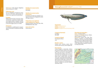 66 67
EnPeligro
Taxonomía
Orden Osteoglossiformes
Familia Osteoglossidae
Especie Osteoglossum ferreirai Kanazawa 1966
Osteoglossum ferreiraiKanazawa 1966
Categoría Nacional
En Peligro
EN (A2d)
Categoría Global
Preocupación Menor
(LR)
Nombre común
Arauana azul, arawana, aroana, black
arowana, blue arowana, black dragon fish.
Descripción
Cuerpo alargado y comprimido, cubierto
por escamas de gran tamaño. Boca amplia
y oblicua, con un par de cirros maxilares
más cortos que los de O. bicirrhosum. La
coloración de los adultos vivos es azul os-
curo, más clara ventralmente. Las aletas
dorsal, anal y caudal azules, con bordes
color café. Los juveniles posen bandas ho-
rizontales a lo largo de sus cuerpos negros.
Aleta dorsal 52-58 radios, anal 61-67 ra-
dios, línea lateral con 37-40 escamas y la
columna vertebral con 96-100 vértebras
(Kanazawa 1966).
Distribución geográfica
Países: Colombia y Brasil.
Cuencas en Colombia: Orinoco (Maldo-
nado-Ocampo et al. 2008).
Subcuencas: Orinoco (ríos Tomo, Bita,
Tuparro y Vichada), en el departamento
de Vichada. Descrita por Kanazawa (1966)
para el río Xerini, tributario del río Negro
(Amazonas, Brasil). En Colombia la espe-
cie fue registrada por primera vez para el
río Tomo (Cala 1973).
Subcuencas: Caribe (Atrato), Magdalena
(Acero y Betancur-R. 2006).
Población y uso
En el río Magdalena al borde de la extin-
ción. En el río Atrato relativamente fre-
cuente en las capturas de los pescadores.
Ecología
Hábitos dulceacuícolas y estuarinos. Espe-
cie bentónica, presente en fondos fango-
sos de aguas turbias en lagunas costeras,
partes bajas de los ríos, estuarios, ciénagas
y zonas de manglar (Acero et al. 2002).
Amenazas
La sobrepesca y posiblemente la contami-
nación ha afectado a la población del Mag-
dalena.
Medidas de conservación
tomadas
No existen.
Medidas de conservación
propuestas
Se requiere el estudio de su biología y eco-
logía en el Atrato. En el Magdalena se debe
restringir su pesca.
Colecciones con registros
confirmados de la especie
Neotipo ICN 9873. Otras: ICN 1342, 1704;
INVEMAR PEC 5342, 5344.
Autor de la ficha
Arturo Acero P.
 