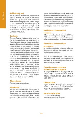 68
EnPeligro
Población y uso
No se conocen estimativos poblacionales
para la especie. En Brasil se ha encon-
trado que hay variación en la estructura
de tamaño de la población del río Negro,
la cual puede estar asociada al grado de
extracción, encontrando ejemplares de
menor talla en lugares próximos a donde
se concentra el mayor esfuerzo de pesca
(Rebello-Neto 2002).
Ecología
Se reproduce en época de aguas altas y es
frecuente en ambientes de aguas lentas. La
fecundación es externa y una vez se lleva
a cabo, el macho realiza cuidado parental
de los alevinos, protegiéndolos en su boca.
Esta estrategia reproductiva compensa la
baja fecundidad de la especie, con 38 a 127
oocitos por hembra (Gutiérrez et al. 2009).
Los huevos son de tipo libre, sin estructu-
ra de fijación; el desove es total y ocurre al
inicio de la subida de aguas. El número de
larvas encontradas en la boca de algunos
machos varía de 44 a 103, con una media
de 80 (Rebello-Neto y Chao 2008). Alcan-
za tallas de hasta un metro de longitud to-
tal (Schwartz y Levy 1968). Talla adulta 70
cm, talla comercial 15 y 30 cm (Landínes-
Parra et al. 2007). La talla media de madu-
rez gonadal es de 62 cm LT en el rio Bita,
Orinoquia (Gutiérrez et al. 2009).
Migraciones
No se conocen migraciones.
Amenazas
Especie con distribución restringida, ya
que a pesar de encontrarse en la cuenca
del Orinoco, sus poblaciones parecen estar
confinadas a los ríos Tomo, Bita, Tuparro
y Vichada. Se encuentra sometida a una
fuerte presión pesquera por el alto valor
económico de sus alevinos y juveniles en el
mercado internacional de ornamentales.
También se considera susceptible por tra-
tarse de una especie con baja fecundidad y
por el tipo de pesca en que se sacrifican los
adultos para capturar a los juveniles.
Medidas de conservación
tomadas
El Incoder mediante la Resolución 3704 de
2010 cerró indefinidamente la pesquería
de la especie en todo el territorio nacional.
Medidas de conservación
propuestas
Se requiere adelantar estudios sobre su
biología, con miras a determinar las posi-
bilidades de piscicultura.
Unificar los criterios y políticas del manejo
binacional o trinacional, lo cual permitirá
centrarse en estudios de poblaciones para
tener unidad de criterio.
Colecciones con registros
confirmados de la especie
Holotipo USNM 198197. Paratipos AMNH
27679; BMNH 1966.6.30.19-22; USNM
198077, 198198, 231715. Otras: ICN 650,
2553, 12206.
Comentarios
El principal sitio de acopio para la expor-
tación de esta especie es Puerto Carreño
(Ajiaco-Martínez y Ramírez-Gil 2001).
Autores de la ficha
Ricardo Álvarez-León y
María Doris Escobar-Lizarazo
 