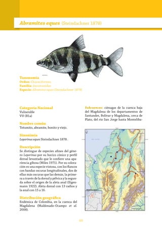 69
Taxonomía
Orden: Characiformes
Familia: Anostomidae
Especie: Abramites eques (Steindachner 1878)
Categoría Nacional
Vulnerable
VU (B1a)
Nombre común
Totumito, abramite, bonito y viejo.
Sinonimia
Leporinus eques Steindachner 1878.
Descripción
Se distingue de especies afines del géne-
ro Leporinus por su hocico cónico y perfil
dorsal levantado que le confiere una apa-
riencia gibosa (Miles 1971). Por su colora-
ción es una especie vistosa, con los flancos
con bandas oscuras longitudinales, dos de
ellas más oscuras que las demás, la prime-
ra a través de la dorsal y pélvica y la segun-
da sobre el origen de la aleta anal (Eigen-
mann 1922). Aleta dorsal con 13 radios y
la anal con 15 a 16.
Distribución geográfica
Endémica de Colombia, en la cuenca del
Magdalena (Maldonado-Ocampo et al.
2008).
Abramites eques (Steindachner 1878)
Subcuencas: ciénagas de la cuenca baja
del Magdalena de los departamentos de
Santander, Bolívar y Magdalena, cerca de
Plato, del río San Jorge hasta Montelíba-
 