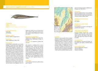 7574
Taxonomía
Orden: Gymnotiformes
Familia: Apteronotidae
Especie: Apteronotus magdalenensis (Miles 1945)
Apteronotus magdalenensis (Miles 1945)
Categoría Nacional
Vulnerable
VU B1a,b(iii)
Nombre común
Perrita, caballo, el original perro.
Sinonímia
Ubidia magdalenensis Miles 1945
Descripción
Cuerpo largo y comprimido, con el rostro
alargado y tubular que forma ángulo con
el eje longitudinal del cuerpo; región pos-
torbital muy alargada en relación a la re-
gión preorbital; tiene ojos diminutos y cu-
biertos de piel; posee un filamento dorsal.
Se distingue de otras especies del género
por su boca pequeña, terminal, con la co-
misura que no alcanza la narina posterior;
coloración con patrón marmoleado oscu-
ro más o menos denso, con incremento
del tamaño de las manchas hacia la parte
caudal; en el tercio caudal la coloración se
oscurece y el patrón se vuelve más denso
para formar una mancha oscura que se ex-
tiende hasta la aleta caudal; presenta ade-
más dos bandas claras delgadas, una en el
pedúnculo caudal y otra en la punta de la
aleta caudal; la aleta anal es más oscura
hacia la parte distal (Maldonado-Ocampo
et al. 2011).
Distribución geográfica
Endémica en Colombia, en la cuenca Ma-
gadalena-Cauca (Maldonado-Ocampo et.
al. 2008).
Subcuencas: río Sogamoso y Lebrija, bajo
río Cauca.
Esta especie es endémica de la cuenca
Magdalena-Cauca. Desde su descripción
y por más de 50 años sólo fue conocida
por los ejemplares tipo colectados en los
rápidos del río Magdalena en cercanías de
Honda. En el año 2003 volvió a colectarse
en la localidad tipo y posteriormente fue
registrada para el río Magdalena en el mu-
nicipio de Puerto Berrío y para la cuenca
baja del río Cauca (Maldonado-Ocampo
et al. 2005, 2011, Agudelo-Zamora et al.
2009a).
Población
No se conocen estimativos poblacionales
para la especie.
Ecología
Aunque se conoce muy poco de su ecología,
al parecer prefiere el cauce principal de río
Magdalena y tributarios mayores. Se han
colectado hembras y machos en condición
reproductiva tanto en época de lluvias
como de sequía. Se alimenta de larvas de
insectos acuáticos (Maldonado-Ocampo
et al. 2011). Aunque en la descripción ori-
ginal de la especie se menciona que puede
alcanzar hasta 1m de longitud total (Miles
1945), recientes estudios señalan una lon-
gitud total máxima de 45 cm (Maldonado-
Ocampo et al. 2005, 2011).
Amenazas
Deterioro ambiental de la cuenca del Mag-
dalena por deforestación, contaminación,
desarrollo urbano, agricultura y ganadería
extensiva (Galvis y Mojica 2007).
Medidas de conservación
tomadas
No existen.
Medidas de conservación
propuestas
Se recomienda incentivar la investigación
científica de la especie.
Colecciones con registros
confirmados de la especie
Paratipos BMNH 1947.7.1.138; USNM
123795. Otras: CIUA 959, 1168; CP-UCO
1764; CZUT-IC 1293; IAvH-P 3138, 7026,
7829, 7830-7834, 9523, 9524, 9751, 9836;
ICN 6687.
Localidad Tipo
Río Magdalena, municipio de Honda, de-
partamento del Tolima, Colombia (Miles
1945).
Autores de la ficha
Javier A. Maldonado-Ocampo,
José Iván Mojica y
Claudia Castellanos
Apteronotusmagdalenensis(Miles1945)
 