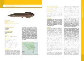 7776
Taxonomía
Orden: Osteoglossiformes
Familia: Arapaimidae
Especie: Arapaima gigas (Schinz 1822)
Arapaima gigas (Schinz 1822)
Categoría Nacional
Vulnerable
VU (A2d)
Categoría Global
Datos Insuficientes
(DD)
Nombre común
Paiche, pirarucú, de-chí (Ticuna).
Sinonimias
Arapaima gigas (Cuvier 1829)
Sudis gigas Cuvier 1829
Sudis gigas Schinz 1829
Sudis pirarucu Spix y Agassiz 1828
Vastres agassizii Valenciennes 1847
Vastres arapaima Valenciennes 1847
Vastres cuvieri Valenciennes 1847
Vastres mapae Valenciennes 1847
Descripción
Cuerpo subcilíndrico y alargado, se com-
prime progresivamente hacia el origen de
la aleta dorsal. Cubierto por escamas gran-
des y gruesas. Cabeza achatada y con un
espacio interorbital plano, relativamen-
te reducida con relación al cuerpo. Boca
grande, superior y oblicua, con la mandí-
bula inferior bastante sobresaliente. Boca
con lengua ósea y dos placas óseas late-
rales y una palatina que funcionan como
verdaderos dientes. Los maxilares de los
adultos están formados por una hilera de
dientes, casi cubiertos por labios gruesos
y carnosos. Coloración gris oscura a parda
en la cabeza y el dorso, escamas abdomi-
nales de color crema y rojas, aleta caudal
con un ocelo grande rojo o naranja (Galvis
et al. 2006).
Distribución geográfica
Países: Brasil, Colombia, Ecuador, Guya-
na, Guyana Francesa y Perú.
Cuenca en Colombia: Amazonas (Maldo-
nado-Ocampo et al. 2008).
Subcuencas: Amazonas (Amazonas, Pu-
tumayo, Caquetá y Apaporis). Ha sido in-
troducida a la cuenca alta de los río Mag-
dalena y Cauca con fines recreativos y de
piscicultura.
Población
Para lagos del bajo Caquetá se han regis-
trado densidades de 3,3 ind/ha y para los
lagos del bajo Apaporis de 0,38 ind/ha
(Moreno 2011). En lagos del río Amazonas
en cercanías a Leticia se encontró para el
año 2007 una densidad de 0,29 ind/ha
(López-Casas 2007).
Ecología
Es quizá el pez emblemático del Amazo-
nas por su gran tamaño que supera los 2
m de longitud. Habita ríos, lagos y bosques
inundados de las tierras bajas de las cuen-
cas del Amazonas y Esequibo, también
en pequeños drenajes costeros al norte y
sur del delta del Amazonas (Cueva 1980,
Castello y Stewart 2008). Realiza despla-
zamientos estacionales entre todos los há-
bitat de los planos de inundación (Castello
2008). Poblaciones naturales prosperan en
ambientes degradados del bajo Amazonas
(McGrath et al. 1993), lo que indica una
capacidad de adaptación a cambios am-
bientales y de hábitat (Castello y Stewart
2008). Las zonas de rápidos, comunes en
la mayoría de los grandes ríos amazónicos,
parecen ser barreras naturales para su dis-
tribución y la presencia de hábitat lacus-
tres accesibles parece ser un determinante
adicional para su distribución (Castello y
Stewart 2008).
Especie que se alimenta principalmente
de otros peces. Sus juveniles consumen
macroinvertebrados y peces pequeños y a
medida que crecen, aumenta el tamaño de
sus presas a bocachicos, palometas y lisas.
Presenta actividad alimenticia nocturna,
especialmente en el comienzo de la noche
(Crescêncio et al. 2005). En cautiverio al-
canza hasta 1 m de longitud y pesa 10 kg
en el primer año de vida, por lo que ha sido
considerada como una especie con poten-
cial económico para la acuicultura (Franco
y Peláez 2007).
Prefiere los lagos de tipo eutrófico, en
los que la productividad biológica es alta
(Imbiriba et al. 1993). Busca lagos cerra-
dos, con extensos tapetes de macrófitos y
en ellos su distribución no depende de la
concentración de oxígeno en el agua, sino
de la distribución de sus presas, debido a
su capacidad de respirar oxígeno del aire
(López-Casas 2007, Castello 2007).
Presenta estrategia reproductiva “k”, con
una primera maduración tardía. Posee un
solo ovario funcional (el izquierdo), (Go-
dinho et al. 2005). Los ovarios pueden
contener ovocitos en todos los estadios de
maduración y ovular parcialmente, varias
veces en el año (Guerra et al. 2002, Franco
y Peláez 2007 y Halverson 2010). La tem-
porada de reproducción tiene su mayor
pico en la época de aguas altas (Rebaza et
al. 1999, Guerra et al. 2002, Saavedra et
al. 2005, Franco 2011). Una hembra pue-
de producir de 2000 hasta 11.000 larvas
por desove (Bard e Imbiriba 1986 y Hal-
verson 2010). La talla de madurez sexual
en ambientes naturales difiere entre se-
xos: mayor para las hembras que para los
machos (145-154 cm y 115 – 124 cm LT,
respectivamente) (Godinho et al. 2005),
hecho que es corroborado por pescadores
indígenas de pirarucú en la ribera colom-
biana del Amazonas (López-Casas 2007).
Ocurre cuando los peces alcanzan 40-45
kg de peso corporal y una edad de 4 a 5
años (Lulling 1964, 1971). En la época de
reproducción la hembra deposita sus hue-
Arapaimagigas(Schinz1822)
 