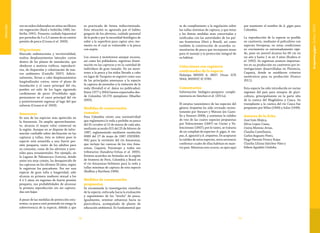 7978
Vulnerable
vos en nidos elaborados en sitios arcillosos
sin vegetación (Bard e Imbiriba 1986, Im-
biriba 1991). Presenta cuidado biparental
por periodos de 5 a 5,5 meses de no existir
presión de pesca (Crossa et al. 2003).
Migraciones
Marcado sedentarismo y territorialidad,
realiza desplazamientos laterales cortos
dentro de los planos de inundación, que
obedecen a motivos tróficos, reproducti-
vos, de dispersión y colonización de nue-
vos ambientes (Castello 2007). Adicio-
nalmente, llevan a cabo desplazamientos
longitudinales cortos, entre el plano de
inundación y el cauce principal del río,
pueden así salir de los lagos siguiendo
cardúmenes de peces (Prochilodus spp),
permanecer en el cauce principal del río
y posteriormente regresar al lago del que
salieron (Crossa et al. 2003).
Amenazas
Es una de las especies más apetecida en
la Amazonia. De amplio aprovechamien-
to, alcanza el mayor valor comercial en
la región. Aunque no se dispone de infor-
mación confiable sobre declinación en las
capturas y tallas, ésta se infiere pues la
especie está sometida a una fuerte pre-
sión pesquera, tanto de los adultos para
su consumo, como de los alevinos y juve-
niles para ornamentales. Por ejemplo, en
la Laguna de Yahuarcaca (Leticia), donde
antes era muy común, ha desaparecido de
las capturas en los últimos 20 años, según
lo registran los pescadores. Por ser una
especie de gran talla y longevidad, sólo
alcanza su primera madurez sexual a los
4 ó 5 años; en regiones de fuerte presión
pesquera, sus probabilidades de alcanzar
la primera reproducción sin ser captura-
das son bajas.
A pesar de las medidas de protección exis-
tentes, su pesca está poniendo en riesgo la
sobrevivencia de la especie, debido a que
es practicada de forma indiscriminada.
Esta situación es agravada por el hábito
gregario de los alevinos, cuidado parental
de la prole y por la necesidad fisiológica de
subir a la superficie para captar aire, mo-
mento en el cual es vulnerable a la pesca
con arpón.
Los censos y monitoreos aunque escasos,
así como los pobladores, registran dismi-
nución en las capturas y en la cantidad de
individuos de gran tamaño. En un moni-
toreo a la pesca y los nidos llevado a cabo
en lagos de Tarapoto se registró como una
de las principales amenazas a la especie
la captura de juveniles y la violación de la
veda (Kendall et al. datos no publicados).
Entre 1977 y 2004 fueron exportados des-
de Colombia 18.270 ejemplares (Mueller
2005).
Medidas de conservación
tomadas
Para Colombia existe una normatividad
que reglamenta la veda y prohibe su pesca
del 01 octubre al 15 de marzo de cada año,
mediante acuerdo 015 del 25 de febrero de
1987, reglamentado mediante resolución
0089 del 27 de mayo de 1987 (INDERE-
NA) para la vertiente del río Amazonas,
que incluye las cuencas de los ríos Ama-
zonas, Caquetá, Putumayo y todos sus
tributarios (Sanabria-Ochoa et al. 2005).
Existen acuerdos no formales en la región
de frontera de Perú, Colombia y Brasil en
el río Amazonas-Solimoes para la veda y
tallas mínimas de captura de esta especie
(Ruffino y Barthem 1996).
Medidas de conservación
propuestas
Se recomienda la investigación científica
de la especie, enfocada hacia la evaluación
y seguimiento de los “stocks” de pesca.
Igualmente, orientar esfuerzos hacia su
piscicultura, acompañado de planes de
educación ambiental. Es fundamental que
se de cumplimiento a la regulación sobre
las tallas mínimas de captura, y que éstas
y las demás medidas sean concertadas y
unificadas con las autoridades de los paí-
ses fronterizos (Perú y Brasil), así como
también la construcción de acuerdos co-
munitarios de pesca que incorporen áreas
para el manejo y la protección integral de
su hábitat.
Colecciones con registros
confirmados de la especie
Holotipo MNHN A. 8837. Otras: ICN
5644, MHNUC-IC 0785.
Comentarios
Información biológico-pesquera comple-
mentaria en Sánchez et al. (2011a).
El estatus taxonómico de las especies del
género Arapaima ha sido revisado recien-
temente por Stewart y Watson (en Caste-
llo y Stewart 2008), y sostienen la validez
de tres de las cuatro especies propuestas
por Valenciennes (1847) en Cuvier y Va-
lenciennes (1847); por lo tanto, se trataría
de un complejo de especies: A. gigas, A. ma-
pae, A. agassizii y A. arapaima. De aceptarse
la validez de estas especies, sería necesario
confirmar cuales de ellas habitan en nues-
tro país. Mientras esto ocurre, se opta aquí
por mantener el nombre de A. gigas para
Colombia.
La reproducción de la especie es posible
en cautiverio, mediante el policultivo con
especies forrajeras; en estas condiciones
su crecimiento es extremadamente rápi-
do, pues un juvenil alcanza los 60 cm en
un año y hasta 1 m en 3 años (Kodera et
al. 1992). Se registran avances importan-
tes en su producción en cautiverio por in-
vestigaciones desarrolladas en Florencia,
Caquetá, donde se establecen criterios
zootécnicos para su producción (Franco
2011).
Esta especie ha sido introducida en varias
regiones del país para ensayos de pisci-
cultura, principalmente en la parte alta
de la cuenca del Magdalena y Cauca. Su
transplante a la cuenca del río Cauca fue
propuesto por Miles (1949) y Solar (1949).
Autores de la ficha
José Iván Mojica,
Silvia Lopez-Casas,
Cintia Moreno-Arias,
Claudia Castellanos,
Carlos Augusto Pinto,
Hugo Hernán Franco Rojas
Claudia Liliana Sánchez-Páez y
Edwin Agudelo Córdoba
Arapaimagigas(Schinz1822)
 