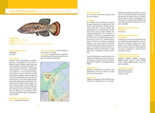8180
Austrofundulus guajira Hrbek, Taphorn y Thomerson 2005
Categoría Nacional
Vulnerable
VU (B2a)
Descripción
Todas las aletas redondeadas, sin prolon-
gaciones, a excepción de la anal que en
algunos machos adultos puede presentar
una extensión de forma lanceolada. Es-
camas de la línea lateral 30 – 38; escamas
transversales 11 – 15; escamas del pedún-
culo caudal 16 – 23. La coloración es diag-
nóstica para la especie. Todos los machos
sexualmente maduros tienen el fondo del
cuerpo con tonalidades que varían del azul
oscuro al gris y en la aleta caudal presenta
una banda subterminal roja brillante, bor-
deada por una banda terminal negra. Las
aletas dorsal, caudal y anal también pre-
sentan un patrón de coloración caracterís-
tico dado por una serie de puntos negros
sobre un fondo gris. Las hembras son de
color gris uniforme (Taphorn y Rodríguez-
Olarte 2008).
Distribución geográfica
Países: Colombia y Venezuela.
Cuencas en Colombia: Caribe (Maldona-
do-Ocampo et al. 2008).
Subcuencas: registrada para la región de-
sértica del Norte de la península de la Gua-
jira, en Colombia y Venezuela.
Taxonomía
Orden: Cyprinodontiformes
Familia: Rivulidae
Especie: Austrofundulus guajira Hrbek, Taphorn y Thomerson 2005
Población y uso
No se conocen estimativos poblacionales
para esta especie.
Ecología
En Colombia se ha colectado en cuerpos
de agua temporales de origen pluvial. Son
charcos poco profundos, de baja transpa-
rencia, pH ácido y sustrato lodoso, que
generalmente son utilizados por los habi-
tantes de la zona para dar de beber a los
animales domésticos. En la Guajira co-
lombiana se colectaron ejemplares hasta
de 6,68 cm LT con maduración gonadal a
partir de los 4,79 cm LT, durante junio y
agosto. Consume crustáceos y pequeños
moluscos, así como insectos terrestres
(Hymenoptera, Formicidae) y otros artró-
podos. Las hembras presentan huevos en
diferentes estados de desarrollo y se han
alcanzado a contabilizar 134 por indivi-
duo.
Presenta dimorfismo sexual basado en la
coloración; hembras y machos son del mis-
mo tamaño y no superan los 10 cm de lon-
gitud total (Taphorn y Rodríguez-Olarte
2008).
Migraciones
Ninguna, probablemente sus huevos son
dispersados por aves acuáticas, al igual
que otros peces anuales.
Amenazas
Taphorn y Rodríguez-Olarte (2008) hacen
referencia al desarrollo que se está plan-
teando para la Guajira venezolana, en rela-
ción con la implementación de agricultura
mecanizada que puede afectar el hábitat
de esta especie. Dado lo restringido de su
distribución y especificidad de hábitat, así
como baja capacidad de dispersión, la ha-
cen vulnerable.
Medidas de conservación
tomadas
No existen.
Medidas de conservación
propuestas
Se requiere conocer el área de distribución
para delimitar zonas específicas para su
protección. Realizar trabajos con Corpo-
guajira sobre estudios biológicos y ecoló-
gicos, así como evaluar su reintroducción
en charcas artificiales o semi-naturales
creadas para tal fin.
Colecciones con registros
confirmados de la especie
Holotipo: FMNH 108223. Paratipos
FMNH 85251, 85252, 97709; MCNG
17177, 17180; UMMZ 141917. Otras: IA-
vH-P 11283-85
Autores de la ficha
Paula Sánchez-Duarte,
Lina Ortiz-Arroyave y
Carlos A. Lasso
AustrofundulusguajiraHrbek,TaphornyThomerson2005
 