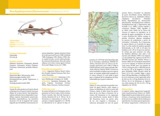 8382
Taxonomía
Orden: Siluriformes
Familia: Pimelodidae
Especie: Brachyplatystoma filamentosum (Lichtenstein 1819)
Brachyplatystoma filamentosum (Lichtenstein 1819)
Categoría Nacional
Vulnerable
VU (A2c,d)
Nombre común
Valentón (Guaviare, Orinoquia), plumita
(Caquetá, Orinoquia), lechero (Caquetá,
Putumayo, Amazonas), pirahiba (Amazo-
nas).
Sinonimias
Platystoma affine Valenciennes 1840
Platystoma gigas Günther 1872
Brachyplatystoma goeldii Eigenmann y
Bean 1907
Piratinga piráaiba Goeldi 1898
Descripción
Cuerpo de color grisáceo en la parte dorsal
y blanquecino en la parte ventral, justo por
debajo de la línea lateral. Ojos pequeños,
cabeza achatada, hocico deprimido y man-
díbula superior fuertemente proyectada.
Barbillas semicilíndricas, las maxilares
alcanzan 2/3 de la longitud del cuerpo,
segundo par de barbillas mentonianas ex-
ternas pequeñas y apenas alcanza la base
de la aleta pectoral (Castro 1986, Arboleda
1988, Rodríguez 1991, Muñoz 1996). Ale-
ta caudal furcada, con los radios principa-
les externos filamentosos. Base de la aleta
adiposa corta (más o menos igual a la base
de la anal) (Mago-Leccia et al. 1986).
Distribución geográfica
Países: Argentina, Bolivia, Brasil, Colom-
bia, Ecuador, Guyana Francesa, Perú, Suri-
nam y Venezuela.
Cuencas en Colombia: Amazonas y Ori-
noco (Maldonado-Ocampo et al. 2008).
Subcuencas: Amazonas (Amazonas, Apa-
poris, Caquetá, Putumayo), Orinoco
(Meta, Tomo, Guaviare, Inírida y Arauca).
Población y uso
Es comercializada en la Orinoquia, princi-
palmente en Puerto López, Puerto Gaitán,
Puerto Carreño, San José del Guaviare e
Inírida (Ramírez-Gil et al. 2011a). En la
Amazonia se comercializa en Leticia, Pu-
tumayo y Caquetá (Agudelo et al. 2011b).
La abundancia en la captura es baja, re-
presenta el 2,27% del total desembarcado
en la Orinoquia colombiana (MADR-CCI
2010a y Ramírez-Gil et al. 2011a). En Ve-
nezuela representó entre 1996 al 2008 el
0,065% del peso total comercializado (Ma-
chado-Allison y Bottini 2010). Con base en
estos resultados se deduce que esta especie
tiene un tamaño poblacional pequeño en
la cuenca Orinoco, lo cual unido al gran
peso y longitud de los ejemplares los hace
vulnerables por la pesca comercial.
Ecología
Habita el cauce principal de grandes ríos,
tanto de aguas blancas como negras y
claras; se distribuye en toda la cuenca del
Orinoco, desde el delta hasta las partes
altas de los ríos Meta y Guaviare. En la
cuenca del Amazonas se ha registrado
una distribución similar desde el delta
del Amazonas hasta las partes altas
de los ríos Caquetá y Putumayo, y
cabeceras principales en ríos de países
vecinos (Perú y Ecuador). Se alimenta
de peces (Prochilodus mariae, Mylossoma
duriventre, Brycon sp., Raphiodon vulpinus,
Calophysus macropterus, Pimelodus
blochii, Hypopthalmus sp., Hemisorubim
platyrhynchos, Brachyplatystoma vaillantii,
Pseudoplatystoma spp. y Eigenmannia spp)
(Castillo et al. 1988), y hasta reptiles y
crustáceos (Muñoz 1996, Agudelo et
al. 2000, Lasso 2004). En la cuenca del
Orinoco la especie se reproduce en el
periodo de aguas ascendentes, de marzo
a junio (Ramírez-Gil 1987a), aunque se
pueden encontrar algunos ejemplares
en proceso de maduración a partir de
noviembre y diciembre. En el Amazonas
la especie desova en el periodo de aguas
altas. La talla media de madurez gonadal
determinada es de 1,48 m LE para las
hembras y de 1,26 m LE para los machos.
Se estima que para alcanzar esa talla,
las hembras demoran once años y los
machos ocho (Muñoz 1996). Con respecto
a la fecundidad hay registros de 68.170 a
203.608 ovocitos por hembra (Novoa y
Ramos 1982). En la Orinoquia venezolana
y en el río Caquetá, el número de huevos
varía entre 59.500 para una hembra de
1,49 m y 60 kg de peso; y 486.000 huevos
en una de 1,76 m de longitud y 70 kg de
peso (Arboleda 1989). Alcanza tallas de
hasta 2,8 m LH y pueden llegar a pesar
hasta 200 kg (Barthem y Goulding 1997).
En el río Guaviare se han registrado tallas
de 203 cm LE y 123 kg (Ramírez-Gil et al.
2011a). En el río Putumayo se registra
una talla máxima de 210 cm LE y 120 kg
(Agudelo et al. 2011b).
Migraciones
La especie realiza migraciones longitudi-
nales transfronterizas (Usma et al. 2009).
Migra desde las partes bajas de las cuencas
Orinoco y Amazonas hasta el piedemonte
de los ríos en la cordillera de los Andes para
reproducirse. Se estima que la especie pue-
de realizar migraciones a distancias ma-
Brachyplatystomafilamentosum(Lichtenstein1819)
 