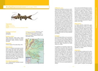 8786
Brachyplatystoma juruense (Boulenger 1898)
Categoría nacional
Vulnerable
VU (A2c,d)
Nombre común
Apuy (Guaviare), manta negra, camisa
rayada (Amazonas, Caquetá), siete babas
(Putumayo), rayado, camiseta, camiseto,
flamengo.
Sinonimia
Ginesia cunaguaro Fernandéz-Yépez 1951.
Descripción
Nueve a 11 bandas transversales oscuras
más o menos del mismo ancho, dispues-
tas a lo largo del cuerpo; ojos diminutos.
Cabeza deprimida, su longitud representa
el 26 a 29% de la LE; barbillas maxilares
alcanzando el origen de las aletas pecto-
rales y las mentonianas internas el borde
posterior de la órbita. Aleta adiposa más
larga que la aleta anal y aleta caudal con
filamentos bien desarrollados.
Distribución geográfica
Países:Bolivia, Brasil, Colombia, Ecuador,
Perú y Venezuela.
Cuencas en Colombia: Amazonas y Ori-
noco (Maldonado-Ocampo et al. 2008).
Subcuencas: Amazonas (Amazonas, Ca-
quetá, Putumayo). Orinoco (Arauca, Gua-
viare, Meta, Tomo).
Taxonomía
Orden: Siluriforme
Familia: Pimelodidae
Especie: Brachyplatystoma juruense (Boulenger 1898)
Población y uso
Especie poco abundante en la pesca comer-
cial de consumo. Para la Orinoquia colom-
biana esta especie aporta el 0,9% con un
volumen de 9,5 ton (Ramírez-Gil y Ajiaco-
Martínez 2011b). En la Orinoquia el sitio
de mayor captura es San José de Guaviare
(57,9% de los desembarcos) seguido por
el alto Meta (Puerto Gaitán y Puerto Ló-
pez) con un promedio de 28,2% del total
y el 13,9% restante corresponde a Arauca,
Puerto Carreño e Inírida (Ramírez-Gil y
Ajiaco-Martínez 2011b). Para la Amazonia
colombiana no existen registros históricos
de desembarco de la especie pues junto con
B. tigrinum y otros bagres pequeños, han
sido agrupados bajo un mismo nombre y
los registros agrupados giran en torno a
las 200 ton (Bonilla-Castillo et al. 2011a).
El único registro de desembarco en Leticia
corresponde al 2009 con 14,8 ton (MADR-
CCI 2010a).
Ecología
En la Orinoquia habita en el cauce princi-
pal de los ríos Arauca, Meta y Guaviare y
en la Amazonia en los grandes afluentes.
Es una especie típica de aguas blancas. Es
piscívora (Barbarino y Taphorn 1995, Sa-
linas 1997, Ajiaco- Martínez et al. 2002b,
Santos et al. 2006).
Se reproduce en el periodo de aguas des-
cendentes en las partes altas de los ríos
Arauca, Meta y Guaviare, entre noviembre
y enero (Ajiaco-Martínez et al. 2002b). En
Venezuela su reproducción está sincroni-
zada con la época de lluvias, encontrándo-
se larvas y juveniles entre mayo y agosto
(Castillo et al. 1988). La talla media de
madurez de esta especie en la Orinoquia
es 63 cm LE para las hembras y 60 cm LE
para los machos (MADR-CCI 2009a), con
registros de tallas medias de captura en
el río Guaviare de 63,4 ± 5 cm, y en el río
Meta 61,4 ± 10 cm en el 2009 (MADR-CCI
2010a).
En la cuenca alta del Putumayo, la repro-
ducción ocurre en enero y febrero durante
el período de aguas bajas; en Puerto Le-
guizamo se registran hembras maduras
durante julio y agosto, periodo de aguas
descendentes y se ha observado que el 23%
de los individuos comercializados corres-
ponden a hembras y un 77% a machos. La
talla de captura promedio es 55,3±6,9 cm
de LE. La talla máxima registrada fue 80
cm de LE y un peso máximo de 5,7 kg (pro-
medio: 2,9±1,2 kg).
Migraciones
La especie presenta migraciones gran-
des transfronterizas (Usma et al. 2009).
En la Orinoquia junto con B. platynemum
presenta un periodo migratorio en aguas
descendentes, entre octubre y enero. Apa-
rentemente migra de las partes bajas del
río Apure y Orinoco, hasta las cabeceras de
los ríos Apure, Arauca, Meta y Guaviare,
siendo este último probablemente, su área
principal de reproducción en Colombia
(Ramírez-Gil y Ajiaco-Martínez 2011b).
En la Amazonia podría ocurrir una situa-
ción similar, pues Barthem y Goulding
(1997) han registrado su presencia en el
estuario del Amazonas, por lo que en su
estadio adulto estos podrían estar mi-
grando hacia las cabeceras de los ríos de la
cordillera de los Andes para reproducirse,
entre ellos los ríos Caquetá y Putumayo
(Agudelo et al. 2000).
Amenazas
La baja abundancia poblacional y la sobre-
pesca son las mayores amenazas que en-
frenta la especie. La explotación durante
su única migración de carácter reproducti-
vo -noviembre a enero-, pueden afectar su
renovación natural, ya que no existe una
medida que limite su captura y proteja su
reproducción. Igual consideración se pue-
de establecer en la cuenca del Amazonas,
donde su periodo reproductivo ocurre en
junio y agosto y tampoco está protegido
Brachyplatystomajuruense(Boulenger1898)
 
