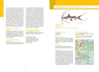 8988
Vulnerable
por una medida restrictiva. Como ocurre
con otras especies de grandes bagres, en
las partes bajas de la cuenca puede existir
una alta captura de juveniles, lo cual afec-
ta el reclutamiento. Igualmente, las afec-
taciones de tipo ambiental como las talas,
quemas de bosques, contaminación del
agua por actividades agropecuarias, verti-
mientos de aguas residuales y el incremen-
to de la explotación petrolera en la Orino-
quia, pueden afectar a sus poblaciones. En
la cuenca Amazonas, el dragado para la
extracción de materiales de construcción
y en la minería el vertimiento de metales
pesados como mercurio, se convierten en
otros factores importantes de amenaza.
Medidas de conservación
tomadas
Para la especie se estableció la talla míni-
ma de captura en 50 cm LE, reglamenta-
da mediante resolución 1087 de 1981 del
INDERENA para la Orinoquia y el acuerdo
075 de 1987 del INDERENA para la Ama-
zonia colombiana.
Medidas de conservación
propuestas
Se recomienda el manejo ecosistémico in-
tegral de la cuenca que implica la conser-
vación de humedales de importancia para
la alimentación y crecimiento de larvas
y juveniles (p.e. humedales del bajo Apu-
re), así como también los ambientes para
la migración y reproducción de la espe-
cie. Aplicar adicionalmente medidas de
restricción a la pesca para garantizar la
sostenibilidad de la especie, las cuales po-
drían llegar a ser efectivas únicamente si
las autoridades ambientales aseguran una
adecuada condición de los ecosistemas
acuáticos de la cuenca. En la Orinoquia es
necesario establecer un periodo de veda
para la especie, que abarquen mínimo no-
viembre y diciembre, su época de repro-
ducción, medida que debería tomarse en
forma conjunta con Venezuela.
Colecciones con registros
confirmados de la especie
Holotipo BMNH 1897.11.26.11. Otras:
CIACOL 303, 457; ICN 9943, 10688.
Autores de la ficha
Hernando Ramírez-Gil,
Rosa Elena Ajiaco-Martínez,
César Augusto Bonilla-Castillo,
Edwin Agudelo Córdoba y
Carlos A. Lasso
Brachyplatystoma platynemum Boulenger 1898
Categoría Nacional
Vulnerable
VU (A2c,d)
Nombre común
Baboso, flemoso (Amazonas, Putumayo,
Caquetá, Guaviare), saliboro (Caquetá),
garbanzo, jipi, hipe (Orinoco, Venezuela),
barba chata, xeréu (Brasil), mota flemosa
(Perú).
Sinonimias
Goslinia platynema (Boulenger 1898)
Taenionema steeri Eigenmann y Bean 1907
Descripción
Mandíbula superior proyectada. Barbillas
largas, muy aplanadas y en forma de cin-
ta que alcanzan la mitad del cuerpo. Ojos
muy pequeños y situados en la parte pos-
terior de la cabeza; su diámetro contenido
9 a 11 veces el hocico, unas 3,5 veces en el
espacio interorbital y más de 20 veces en la
cabeza. Aleta caudal furcada, con el primer
radio de ambos lóbulos en los extremos de
la aleta, prolongados en filamentos (Cas-
tro 1986, Salinas y Agudelo 2000, Lasso
2004, Lundberg y Akama 2005).
Distribución geográfica
Países: Colombia, Venezuela, Ecuador,
Perú, Bolivia y Brasil.
Cuencas en Colombia: Amazonas y Ori-
noco (Maldonado-Ocampo et al. 2008).
Taxonomía
Orden: Siluriformes
Familia: Pimelodidae
Especie: Brachyplatystoma platynemum Boulenger 1898
 