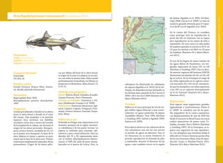 9392
Brachyplatystoma rousseauxii (Castelnau 1855)
Categoría Nacional
Vulnerable
VU (A2c, d)
Nombre común
Dorado (Orinoco, Arauca, Meta, Guavia-
re), dorado, plateado (Amazonas).
Sinonimias
Bagrus goliath Kner 1858
Brachyplatystoma paraense Steindachner
1909
Diagnosis
Cuerpo gris plateado a dorado en la cabeza
hasta la aleta dorsal y dorado en el resto
del cuerpo. Ojos pequeños y en posición
superior; boca terminal, con barbillas
maxilares cortas más o menos del tamaño
de la longitud de la cabeza, sin alcanzar el
origen de las aletas pectorales. Branquis-
pinas cortas y fuertes, alrededor de 14 a 15
en el primer arco branquial. La base de la
aleta adiposa es menor o apenas un poco
mayor que la base de la aleta anal. Dientes
vomerianos ampliamente separados de los
premaxilares. Origen de las aletas pélvi-
cas por debajo del final de la aleta dorsal;
el origen de la anal y la adiposa se encuen-
tra casi sobre la misma línea. Aleta caudal
profundamente horquillada, los lóbulos se
proyectan en filamentos. Aleta dorsal I, 6;
A 19–21.
Distribución geográfica
Países:Bolivia, Brasil, Colombia, Ecuador,
Guyana Francesa, Perú y Venezuela.
Cuencas en Colombia: Amazonas y Ori-
noco (Maldonado-Ocampo et al. 2008).
Subcuencas: Amazonas (Amazonas, Apa-
poris, Caquetá, Caguán, Orteguaza, Putu-
mayo), Orinoco (Arauca, Guaviare, Guaya-
bero, Meta).
Población y uso
El dorado es el bagre más importante en la
dinámica pesquera de la región amazóni-
ca colombiana y de los países vecinos. La
especie es utilizada para consumo, sub-
sistencia y para comercialización. Para las
décadas del 70 y 80 representaba junto
con el lechero (Brachyplatystoma filamen-
tosum), el 94% del total de peces desem-
barcados en el puerto de Leticia. Pero, la
Taxonomía
Orden: Siluriformes
Familia: Pimelodidae
Especie: Brachyplatystoma rousseauxii (Castelnau 1855)
sobrepesca ha disminuido los volúmenes
de captura (Agudelo et al. 2010). En la Ori-
noquia, los desembarcos han declinado en
los últimos años, pasando de 54,7 ton en el
2006 a 38,5 ton en el 2009 (Ramírez-Gil y
Ajiaco-Martínez 2011).
Ecología
Habita en el cauce principal de ríos de ori-
gen andino (aguas blancas) y muy ocasio-
nalmente en aguas profundas de planos
inundables (Muñoz- Sosa 1996, Barthem
y Goulding 1997, Salinas y Agudelo 2000,
Santos et al. 2006).
Esta especie desova en las cabeceras de los
ríos amazónicos una vez los ríos inician
el período de aguas en descenso. Para el
río Amazonas en su sector fronterizo el
periodo reproductivo se extiende de julio
a septiembre, durante el descenso de las
aguas, como también ocurre en la región
de Iquitos (Agudelo et al. 2004, Gil-Man-
rique 2008, García et al. 2009). La talla de
madurez gonadal estimada para el Caque-
tá es de 85 cm LE (Agudelo et al. 2010).
En la cuenca del Orinoco, se considera
como principal sitio de reproducción la
parte alta del río Guaviare, con su mayor
pico reproductivo en los meses de julio a
septiembre. En esta cuenca la talla media
de madurez gonadal se estimó en 87,3 cm
LE para los machos y en 98,9 cm LE para
las hembras (Ramírez-Gil y Ajiaco-Martí-
nez 2011).
Es uno de los bagres de mayor tamaño de
las aguas dulces de Suramérica, con lon-
gitudes registradas de hasta 192 cm LH
(Barthem y Goulding 1997). Para la déca-
da anterior, registros del Instituto SINCHI
determinan un máximo de 141 cm LE y 45
kg en Leticia. En la Orinoquia el rango de
las tallas registradas en la captura comer-
cial está entre 29 y 132 cm LE, encontran-
do que los ejemplares con tallas superiores
a los 100 cm se capturan principalmente
en el río Guaviare (Ramírez-Gil y Ajiaco-
Martínez 2011).
Migraciones
Esta especie tiene migraciones grandes,
logitudinales y tranfronterizas (Usma et
al. 2009). Se considera uno de los gran-
des migradores de la cuenca amazónica,
con desplazamientos de más de 3000 km
desde el estuario en Brasil hasta las zonas
andino–amazónicas de países como Co-
lombia, Ecuador, Perú y Bolivia (Barthem
y Goulding 1997). En la Orinoquia, se re-
gistra una migración de tipo reproducti-
vo, con ejemplares que remontan desde el
delta del río Orinoco hasta las partes altas
de los ríos Guaviare y Meta, zona de repro-
ducción (Lasso y Sánchez-Duarte 2011,
Ramírez-Gil y Ajiaco-Martínez 2011).
Brachyplatystomarousseauxii(Castelnau1855)
 