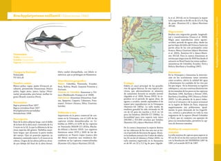 9796
Brachyplatystoma vaillantii (Valenciennes 1840)
Categoría Nacional
Vulnerable
VU (A2c,d)
Nombre común
Blanco pobre, capaz, pujón (Orinoco); pi-
rabutón, piramutaba (Amazonas); blanco
pobre, bagre atero, jatero, laulao (Vene-
zuela); piramutaba, pira botaó, mulher in-
grata (Brasil); manitoa (Perú).
Sinonimias
Bagrus piramuta Kner 1857
Bagrus reticulatus Kner 1857
Brachyplatystoma parnahybae
Steindachner 1908
Descripción
Base de la aleta adiposa larga, casi el doble
de la base de la aleta anal, contenida de 4 a
5 veces en la LE, lo que la diferencia de las
otras especies del género. Barbillas maxi-
lares largas, que alcanzan la parte media
del cuerpo. Ojos en posición superior, su
diámetro contenido entre 5 y 6 veces en la
cabeza. Origen de las aletas pélvicas situa-
do por debajo del final de la aleta dorsal.
Aleta caudal ahorquillada, con lóbulo si-
métricos, que se prolongan en filamentos.
Distribución geográfica
Países: Colombia, Venezuela, Ecuador,
Perú, Bolivia, Brasil, Guayana Francesa y
Surinam.
Cuencas en Colombia: Amazonas y Ori-
noco (Maldonado-Ocampo et al. 2008).
Subcuencas: Amazonas (Amazonas, Guai-
nía, Apaporis, Caquetá, Cahuinari, Putu-
mayo). Orinoco (Arauca, Meta, Guaviare,
Inírida).
Población y uso
Importante en la pesca comercial de con-
sumo en la Orinoquia, con el 2,4% de las
capturas totales desembarcadas en Co-
lombia en 2009 y el 4,9% de las capturas
en Venezuela (MADR-CCI 2010a, Macha-
do-Allison y Bottini 2010). Los registros
históricos entre 1979 y 2009 de los de-
sembarcos en Puerto López (cuenca alta
del Meta) muestran una tendencia des-
cendente en las capturas comercializadas
(Ramírez-Gil y Ajiaco-Martínez 2011d).
Taxonomía
Orden: Siluriformes
Familia: Pimelodidae
Especie: Brachyplatystoma vaillantii (Valenciennes 1840)
Ecología
Habita el cauce principal de los grandes
ríos de aguas blancas. Es una especie pis-
cívora, que adicionalmente se alimenta
de camarones durante su estadio juvenil
(Agudelo et al. 2000, Novoa 2002). Se re-
produce en el periodo de aguas altas, de
agosto a octubre, siendo septiembre el de
mayor pico reproductivo en la Orinoquia
(Ramírez-Gil 1987a). La talla media de
madurez gonadal ha sido estimada en 38
cm de LE para los machos y 41,6 cm LE
para las hembras (MADR-CCI 2008a). La
fecundidad para esta especie está entre
200.000 y 315.000 ovocitos por hembra
(Ramírez-Gil y Ajiaco-Martínez 2011d).
En la cuenca Amazonas la especie desova
en las cabeceras de los ríos una vez se ini-
cia el período de descenso de aguas. Alcan-
za la madurez sexual a los 3 años de edad a
los 50 cm de LE (Alonso y Pirker 2005). La
talla máxima registrada en la Amazonia
es de 80 cm LE y 3,2 kg de peso (Agude-
lo et al. 2011d); en la Orinoquia la mayor
talla registrada es de 88 cm de LE y 8,3 kg
de peso (Ramírez-Gil y Ajiaco-Martínez
2011d).
Migraciones
Realiza una migración grande, longitudi-
nal y transfronteriza (Usma et al. 2009).
Migra para reproducirse entre agosto-
octubre, periodo de aguas altas, desde las
partes bajas del delta del Orinoco hasta las
partes altas de los ríos principales como
Arauca, Meta y Guaviare (Ajiaco-Martínez
et al. 2002c, Ramírez-Gil y Ajiaco-Martí-
nez 2011d). Para la cuenca Amazonas se
estima que migra más de 3000 km desde el
estuario en Brasil hasta las zonas andino–
amazónicas de Colombia, Ecuador, Perú y
Bolivia (Barthem y Goulding 1997).
Amenazas
En la Orinoquia y Amazonia la interven-
ción en los ecosistemas tanto terrestre
como acuático, afecta la calidad del agua
y disminuyen los caudales de los ríos por
los que migra. En la Amazonia se registra
sobrepesca, con una continua disminución
de los tamaños de los peces en las capturas
(Barthem 1990, Barthem y Petrere 1995,
Barthem y Goulding 1997, Alonso y Pirker
2005). La alta presión de la pesca indus-
trial en el estuario y de la pesca artesanal
en la región de Belem do Pará, impactan
negativamente sus poblaciones. Igual-
mente, la gran demanda de los frigorífi-
cos, convoca a pescadores en toda la ruta
migratoria de la especie (Brasil-Colombia
y Perú), que en conjunto con aparejos de
pesca no estandarizados, permiten la cap-
tura de diversos tamaños.
Medidas de conservación
tomadas
La talla mínima de captura para especie es
40 cm de LE en las dos cuencas de acuerdo
con la Resolución del INDERENA 1087 de
1981 y el acuerdo 0075 de 1987.
Brachyplatystomavaillantii(Valenciennes1840)
 