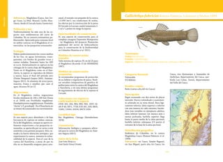 100 101
Vulnerable
Subcuencas: Magdalena (Cauca, San Jor-
ge, Cesar, La Miel, Manso); Caribe (Ran-
chería, desde el Cercado hasta Cuestecita).
Población y uso
Tradicionalmente ha sido una de las es-
pecies más emblematicas del norte de
Colombia. No se conocen estimativos po-
blacionales. Apreciada para consumo local
en ambas cuencas; en el Magdalena se co-
mercializa en las pesquerías artesanales.
Ecología
Habita preferentemente los cursos medios
de los ríos, en aguas torrentosas, trans-
parentes, con fondos de grandes rocas y
cantos rodados. Remonta hasta los 400
m s.n.m. Eventualmente se captura en las
ciénagas de la cuenca baja del Magdalena.
Tanto en el Magdalena como en el Ran-
chería, la especie se reproduce de febrero
a marzo, hacia el final del periodo seco
(Unión Temporal Guajira 2003, Jiménez-
Segura 2011). Se alimenta de otros peces,
insectos, frutos y semillas que caen al
agua. Alcanza 50 cm LT.
Migraciones
En el Magdalena realiza migraciones
locales medianas de 100 a 500 km (Usma
et al. 2009) con Prochilodus magdalenae,
Pseudoplatystoma magdaleniatum, Pimelodus
“clarias” y P. grosskopfii. En el Ranchería no
se tienen documentados sus movimientos.
Amenazas
Es una especie poco abundante y de baja
frecuencia de captura en ambas cuencas.
En la del Magdalena, aunque no aporta vo-
lúmenes importantes a las pesquerías ar-
tesanales, es apetecida por su carne y está
sometida a una presión pesquera. Esto, su-
mado a la fuerte alteración antrópica que
experimenta la cuenca, aumenta la vulne-
rabilidad de la especie. Para el caso de la
cuenca del Ranchería, a pesar de que en
ella no se desarrolla ninguna pesca arte-
sanal, el tamaño tan pequeño de la cuenca
(≈5.000 km2
), sus condiciones de aridez,
los efectos por la construcción de la presa
El Cercado y el escaso caudal remanente (<
1 m2
s-1
), ponen en riesgo la especie.
Oportunidades de conservación
Es una especie de conservación para el
complejo cenagoso Depresión Momposina
- río Magdalena del proyecto Planeación
ambiental del sector de hidrocarburos
para la conservación de la biodiversidad
en Colombia (Ramírez et al. 2011).
Medidas de conservación
tomadas
Talla mínima de captura 35 cm de LE para
el Magdalena (Acuerdo 15 de INDERENA
1987).
Medidas de conservación
propuestas
Se recomiendan programas de protección
de su hábitat y regulación de pesca. Reali-
zar estudios comparativos de genética de
poblaciones entre la cuenca del Magdalena
y Ranchería, y en esta última programas
de seguimiento de efectos de la represa el
Cercado.
Colecciones con registros
confirmados de la especie
CIUA 102, 244, 864, 865, 965, 1037; IA-
vH-P 40, 3971, 7729; ICN 241, 339, 6820,
11662, 15564, 16104; IMCN 1004.
Localidad tipo
Río Magdalena, Ciénaga (Steindachner
1878).
Comentarios
Información biológica y pesquera adicio-
nal para la cuenca del Magdalena en Jimé-
nez-Segura (2011).
Autor de la ficha
José Iván Mojica y
José Saulo Usma Oviedo
Taxonomía
Orden:Siluriformes
Familia: Callichthyidae
Especie: Callichthys fabricioi Román-Valencia, Lehmann y Muñoz 1999
Callichthys fabricioi Román-Valencia, Lehmann y Muñoz 1999
Categoría Nacional
Vulnerable
VU B2b(iii)
Nombre común
Roño (cuenca alta del río Cauca).
Descripción
Bagre acorazado con dos series de placas
laterales. Hocico redondeado o suavemen-
te achatado en su vista dorsal. Boca lige-
ramente inferior; labio superior e inferior
con una muesca en cada extremo, hacién-
dose más notables en ejemplares adultos;
labio inferior laminar con muesca más o
menos profunda; barbilla superior llega
hasta la parte media de la aleta pectoral;
barbilla inferior sobrepasa 2/3 partes el
extremo de la base de la aleta pectoral.
Distribución geográfica
Endémica de Colombia, en la cuenca
Magdalena-Cauca (Roman-Valencia et al.
1999).
Subcuencas: río Cauca, Zanjón Bagazal,
río San Miguel, parte alta río Cauca; río
Cauca, ríos Quinamayo y Santander de
Quilichao, departamento del Cauca, que-
brada Las Cañas, Zarzal, departamento
del Valle del Cauca.
 