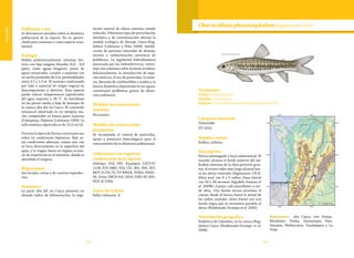 102 103
Vulnerable
Población y uso
Se desconocen estudios sobre la dinámica
poblacional de la especie. No es aprove-
chada para consumo o como especie orna-
mental.
Ecología
Habita preferencialmente sistemas len-
ticos con bajo oxígeno disuelto (0,4 – 6,8
ppm), como aguas fangosas, pozas de
aguas estancadas, canales o zanjones con
un ancho promedio de 3 m, profundidades
entre 0,7 y 1,3 m. El sustrato conformado
por lodo y material de origen vegetal en
descomposición y detritus. Esta especie
puede tolerar temperaturas superficiales
del agua mayores a 28 °C. Se distribuye
en las partes media y baja de drenajes de
la cuenca alta del río Cauca. El contenido
estomacal observado en un ejemplar ma-
cho comprendió en buena parte insectos
(Coleoptera, Diptera) (Lehmann 1999). La
talla máxima registrada es de 13,2 cm LE.
Durante la época de lluvias construyen sus
nidos en condiciones hipóxicas. Bajo es-
tas condiciones adversas, toman aire con
su boca directamente en la superficie del
agua, y lo tragan hasta un órgano acceso-
rio de respiración en el intestino, donde es
absorbido el oxígeno.
Migraciones
Son locales, cortas y de carácter reproduc-
tivo.
Amenazas
La parte alta del río Cauca presenta un
elevado índice de deforestación, la vege-
tación natural de ribera continua siendo
reducida. Diferentes tipos de perturbación
antrópica y de contaminación afectan la
unidad ecológica de drenaje Cauca-Mag-
dalena (Lehmann y Niño 2008); modifi-
cación de patrones naturales de drenaje;
erosión y sedimentación; presencia de
poliductos. La regulación hidrodinámica
provocada por las hidroeléctricas, consti-
tuye una amenaza sobre la fauna acuática.
Adicionalmente, la introducción de espe-
cies exóticas, el uso de pesticidas, la mine-
ría, derrame de combustibles y aceites y la
basura domestica depositada en las aguas,
constituyen problemas graves de altera-
ción ambiental.
Medidas de conservación
tomadas
No existen.
Medidas de conservación
propuestas
Se recomienda el control de pesticidas,
apoyo a proyectos bioecológicos para el
conocimiento de su dinámica poblacional.
Colecciones con registros
confirmados de la especie
Holotipo IUQ 295. Paratipos CZUT-IC
1139; ICN 3482; IUQ 152, 305, 306, 307;
MCP 21174-75; UV 89018, 91063, 93001-
04. Otras: IMCN 410, 3054, 3285-92; MH-
NUC-IC 0764.
Autor de la ficha
Pablo Lehmann A.
Taxonomía
Orden: Characiformes
Familia: Crenuchidae
Especie: Characidium phoxocephalum Eigenmann 1912
Characidium phoxocephalumEigenmann 1912
Categoría Nacional
Vulnerable
VU (A2c)
Nombre común
Rollizo, rollicito.
Descripción
Hocico puntiagudo y boca subterminal. El
maxilar alcanza el borde anterior del ojo.
Radios externos de la aleta pectoral grue-
sos, el octavo radio más largo alcanza has-
ta las aletas ventrales (Eigenmann 1912).
Aleta anal con 8 a 9 radios, línea lateral
con 34 a 38 escamas (Agudelo-Zamora et
al. 2009b). Cuerpo café amarillento a ver-
de oliva. Una banda oscura atraviesa el
cuerpo desde el hocico hasta la mitad de
los radios caudales. Aleta dorsal con una
banda negra que se encuentra paralela al
dorso (Maldonado-Ocampo et al. 2005).
Distribución geográfica
Endémica de Colombia, en la cuenca Mag-
dalena-Cauca (Maldonado-Ocampo et al.
2008).
Subcuencas: alto Cauca, ríos Ovejas,
Mondomo, Timba, Quinamayó, Palo,
Amaime, Mediacanoa, Guadalajara y La
Vieja.
 