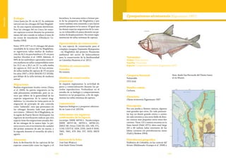 108 109
Vulnerable
Ecología
Crece hasta los 35 cm de LT. Su ambiente
natural son las ciénagas del bajo Magdale-
na. Es una especie netamente detritívora.
Para las ciénagas del río Cauca las mayo-
res capturas ocurren durante los primeros
meses del año cuando se reduce el área de
las zonas de inundación (Oleoducto Co-
lombia 1994).
Entre 1975-1977 en 15 ciénagas del plano
inundable de la cuenca del río Magdalena,
se registraron tallas medias de madura-
ción de 24,5 cm para hembras y 25 cm para
machos (Escobar et al. 1983). Además, el
68% de los individuos capturados estuvie-
ron maduros en tallas comprendidas entre
los 22,5 cm a 26,5 cm LT. La talla media
de captura es 19,6 cm LE. Se han estima-
do tallas medias de captura de 19 cm para
los años 2007 a 2010 (MADR-CCI 2010b),
por debajo de la talla mínima de madurez
sexual.
Migraciones
Realiza migraciones locales cortas (Usma
et al. 2009). Su patrón migratorio no ha
sido plenamente establecido, pero se co-
noce que difiere de la generalidad de las
especies migratorias de la cuenca mag-
dalénica. La vizcaína no toma parte en la
migración de principio de año conocida
como “subienda”, sino que permanece en
las ciénagas durante todo este periodo
seco (enero – febrero). En el Magdalena, en
la región de Puerto Berrío (Antioquia), los
registros de movilización indican que esta
especie tiene dos migraciones anuales des-
de las ciénagas de la cuenca baja. La pri-
mera ocurre con el incremento de caudales
del primer semestre de año en marzo, y
la segunda durante el veranillo de julio y
agosto.
Amenazas
Ante la declinación de las capturas de las
especies comerciales como los bagres y el
bocachico, la vizcaína entra a formar par-
te de las pesquerías del Magdalena y por
tanto también está sometida a una fuerte
presión pesquera en la cuenca. Al igual que
las demás especies migratorias de la cuen-
ca, es vulnerable a la pesca durante sus pe-
ríodos de desplazamiento. No existe regla-
mentación de tallas mínimas de captura.
Oportunidades de conservación
Es una especie de conservación para el
complejo cenagoso Depresión Momposina
- río Magdalena del proyecto Planeación
ambiental del sector de hidrocarburos
para la conservación de la biodiversidad
en Colombia (Ramírez et al. 2011).
Medidas de conservación
tomadas
No existen.
Medidas de conservación
propuestas
Se requiere reglamentar la actividad de
pesca y comercialización durante los pe-
ríodos reproductivos. Profundizar en el
estudio de su biología y comportamiento
histórico en las pesquerías, a fin de regla-
mentar las tallas mínimas de captura.
Comentarios
Aspectos biológicos y pesqueros adiciona-
les en Lasso et al. (2011b).
Colecciones con registros
confirmados de la especie
Lectotipo NMW 68759.1. Paralectotipos
NMW 68757-58, 68759.2, 68760-61;
ZMUC 88. Otras: CIAU 83, 103, 190, 571,
1150; CZUT-IC 1659, 2195; IAvH-P 3095,
7865, 7661; ICN 264, 237, 2033; IMCN
323.
Autores de la ficha
José Iván Mojica y
José Saulo Usma Oviedo
Taxonomía
Orden:Characiformes
Familia: Characidae
Especie: Cynopotamus atratoensis (Eigenmann 1907)
Cynopotamus atratoensis(Eigenmann 1907)
Categoría Nacional
Vulnerable
(VU) A2d
Nombre común
Cachana.
Sinonímia
Charax atratoensis Eigenmann 1907
Descripción
Pez con joroba y dientes cónicos, algunos
más grandes que otros. En cada premaxi-
lar hay un diente grande cónico o canino
en cada extremo y una serie doble de dien-
tes cónicos más pequeños entre estos dos
caninos. Tiene 122 o menos escamas en la
línea lateral (Dahl 1971); aleta anal larga
(45 a 48 radios), lados exteriores de los
labios carnosos sin protuberancias óseas
(Dahl y Medem 1964).
Distribución geográfica
Endémica de Colombia, en las cuencas del
Atrato (Maldonado-Ocampo et al. 2008) y
Sinú, desde San Bernardo del Viento hasta
el río Manso.
 