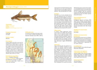 113112
Taxonomía
Orden: Siluriformes
Familia: Doradidae
Especie: Doraops zuloagai Schultz 1944
Doraops zuloagai Schultz 1944
Categoría Nacional
Vulnerable
VU (A2d)
Nombre común
Mariana.
Descripción
Cuerpo cubierto por piel con una serie la-
teral de placas compuesta por 17 o más es-
cudetes, que se inician sobre la región del
ano y siguen la línea lateral hacia atrás. Su
coloración es oscura en la superficie dor-
sal y pálida en la ventral. Posee una boca
pequeña y subterminal. La espina dorsal
y espina pectoral curvas y fuertemente
aserradas en su parte anterior y posterior
(Schultz 1944, Galvis et al. 1997).
Distribución geográfica
Países: Colombia y Venezuela.
Cuencas en Colombia: Caribe (Catatum-
bo) (Maldonado-Ocampo et al. 2008).
Subcuencas: parte baja y media de la
cuenca del Catatumbo.
Población y uso
Es una de las tres especies de mayor captu-
ra en la cuenca. Durante monitoreos am-
bientales realizados entre 1989 y 1995 la
especie aportó el 14,5% de la biomasa total
capturada, con una talla y peso medios de
captura de 28,7 cm LE y 508 g respectiva-
mente (n = 401) (ECOPETROL et al. 1996).
Ecología
Permanece en el cauce principal de los
ríos, con preferencias por los remansos
profundos de fondos fangosos. Es una es-
pecie omnívora que se alimenta de lombri-
ces, insectos, pequeños cangrejos, caraco-
les y de frutos carnosos, semillas y hojas
que caen al agua. Los pescadores de la re-
gión también la registran como comedora
de carroña (Galvis et al. 1997). Cuando se
extraen del agua logran soportar lapsos
largos de tiempo. Es una especie de talla
mediana que crece hasta los 50 cm de LT.
Migraciones
La especie realiza migraciones locales
cortas (Usma et al. 2009). Cada año hacia
mayo, inicia su migración aguas arriba
desde la cuenca baja y permanece en los
ríos hasta el mes de noviembre. Luego con
la llegada del período seco y descenso de
las aguas retorna a las ciénagas. Se repro-
duce durante los meses de migración a los
ríos, entre junio a agosto (ECOPETROL
1991).
Amenazas
Como amenazas para esta especie se es-
tablece su condición endémica de una
cuenca muy pequeña, menor de 30.000
km2
. Además se encuentra sometida a una
pesca reciente de consumo y comercial.
Igualmente, en la región del Catatumbo
han ocurrido procesos de deterioro am-
biental aún no analizados en su totalidad.
La cuenca ha sido afectada en sus partes
media y alta por los derrames de crudo por
atentados al Oleoducto Caño Limón – Co-
veñas, y en la cuenca baja en el lago de Ma-
racaibo, se concentra parte de la industria
petrolera de Venezuela. De otra, en terri-
torio colombiano ha ocurrido una fuerte
deforestación para la extracción de made-
ras y el establecimiento de una agricultura
y ganadería de sustento, junto con cultivos
de coca y amapola. Todo esto constituye
un factor de riesgo adicional por deterioro
ambiental para ésta y las demás especies
ícticas de la cuenca.
Oportunidades para su
conservación
El Régimen Especial de Manejo REM
(2007) entre el Parque Nacional Natural
Catatumbo Barí y las Autoridades Públicas
Especiales Indígenas de la etnia Motilón
Barí tiene en cuenta la conservación de las
especies amenazadas entre ellas Doraops
zuloagai.
Medidas de conservación
tomadas
No existen.
Medidas de conservación
propuestas
Se recomienda la protección de su hábitat,
la reglamentación de la actividad de pesca
comercial y la promoción de su investiga-
ción científica orientada hacia su biología
básica y estimaciones y seguimiento de
sus “stocks” de pesca.
Localidad tipo
Río de Los Pájaros, 3 km arriba del Lago de
Maracaibo (Venezuela).
Colecciones con registros
confirmados de la especie
Holotipo USNM 121015. Paratipos FMNH
42031; MCZ 37304, SU 41005; UMMZ
142485; USNM 121016, 121017, 121018.
Otras: IAvH-P 3073; ICN 2173.
Autores de la ficha
José Iván Mojica y
Claudia Castellanos
DoraopszuloagaiSchultz1944
 