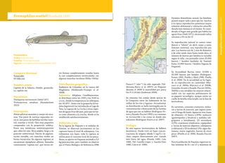 115114
Taxonomía
Orden: Siluriformes
Familia: Trichomycteridae
Especie: Eremophilus mutisii Humboldt 1805
Eremophilus mutisiiHumboldt 1805
Categoría Nacional
Vulnerable
VU B2b (iii)
Nombre común
Capitán de la Sabana, chimbe, guamuhy-
ca, capitán rey.
Sinonimias
Trachypoma marmoratum Giebel 1871
Trichomycterus venulosus (Steindachner
1915)
Descripción
Aletas pélvicas ausentes y cuerpo sin esca-
mas. Dos pares de narinas separadas en-
tre sí, tres pares de barbillas táctiles (nari-
nal, maxilar y rictal). Ojos muy pequeños
comparados con la proporción cefálica.
Posee una membrana semitransparente
que cubre los ojos. Boca amplia, larga y en
posición subterminal. Patrón de pigmen-
tación variable, con manchas verdes en
forma vermicular. En algunas regiones se
encuentran ejemplares albinos, llamados
comúnmente “capitán rey”, que varían en-
tre formas completamente rosadas hasta
la casi completamente vermiculadas con
algunas manchas incoloras (Miles 1943a).
Distribución geográfica
Endémica de Colombia, en la cuenca del
Magdalena (Maldonado-Ocampo et al.
2008).
Subcuenca: Altiplano Cundiboyacense;
se distribuye entre los 2500 y los 3100 m
s.n.m., donde la temperatura no sobrepasa
los 18-20°C. Junto con la guapucha (Grun-
dulus bogotensis) fue introducida al Lago de
Tota, la Laguna de La Cocha y otras regio-
nes de aguas frías del país, para que sirvie-
ra como alimento a la trucha, donde se ha
establecido satisfactoriamente.
Población y uso
En la laguna de Fúquene y el embalse de
Tominé, se observan incrementos en las
capturas hasta el nivel de sobrepesca. Los
volúmenes son bajos, toda la captura se
utiliza para el consumo local de los pesca-
dores; su aporte en Fúquene asciende a 3,5
kg/persona/año, pero también se observó
que el Punto Biológico de Referencia (PBR
Fmax=1.7 /año-11
) ha sido superado (Val-
derrama-Barco et al. 2007); en Fúquene
durante el 2008 la mortalidad por pesca
fue F=2.14/año (Anderson 2009).
Su consumo fue común desde épocas de
la Conquista entre los habitantes de las
orillas de los ríos y lagunas. Actualmente
su distribución se halla restringida por la
contaminación o desecación de las fuentes
de agua que son su hábitat (Rodríguez-Fo-
rero y Rosado-Puccini 1992) y su consumo
se circunscribe a las zonas en donde aún
subsisten (Rodríguez-Forero et al. 2007).
Ecología
Es una especie territorialista de hábitos
bentónicos. Puede vivir en bajas concen-
traciones de oxígeno (desde 2 mg/l) e in-
cluso respira directamente aire cuando
está fuera del agua (Pineda 1983, Cala
1986, Del Castillo-López y Garzón-Díaz
1986, Cala et al. 1986).
Presenta dimorfismo sexual, las hembras
poseen mayor talla y peso que los machos
y en época reproductiva presentan mayor
volumen abdominal y coloración amarillo
dorada más intensa en el vientre. Es consi-
derado el bagre más grande que habita las
aguas frías (Dahl 1971), alcanzando tallas
cercanas a 50 cm de LT.
Su reproducción natural se conoce como
desove o “rebote” en abril, mayo y junio
(intenso invierno), una reproducción por
año. Los huevos son de 1 mm de diámetro
y de color verde claro hasta verde oliva, el
número de huevos por hembra es variable
según la talla, con promedio entre 33.000
huevos / hembra (embalse de Tominé)
hasta 13.000 huevos / hembra (laguna de
Fúquene).
Su fecundidad fluctúa entre 10.000 y
50.000 huevos por hembra (Rodríguez-
Forero 1992, Pinilla y Abril 1996, Pinilla
et al. 2006). En la actualidad se ha logra-
do su reproducción en cautividad (Mar-
cucci et al. 2004a, Marcucci et al. 2004b,
González-Acosta y Rosado-Puccini 2005a,
2005b) y son notables los avances relacio-
nados con los aspectos preliminares de
su paquete tecnológico, aunque existe un
cuello de botella relacionado con la fase de
larvicultura.
Es carnívoro, consume crustáceos, molus-
cos y larvas de insectos, que ingiere junto
con el fango de fondo. Aparecen tres clases
de alimento: (1) básica (>20%): moluscos
(gasterópodos y bivalvos) y anélidos (oli-
goquetos e hirudíneos), (2) secundaria
(15%): crustáceos (cladóceros, copépodos)
y larvas de insectos (dípteros, coleópteros
y odonatos) y (3) incidental (1%): algas dia-
tomeas, restos vegetales, huevos de otros
peces (Pinilla et al. 2006, Rosado-Puccini
2007).
Para la población de Fúquene registran ta-
llas mínimas de 8,1 cm LT y máximas de
EremophilusmutisiiHumboldt1805
 