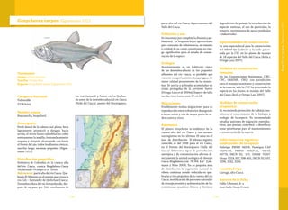 119118
Taxonomía
Orden: Characiformes
Familia: Characidae
Especie: Genycharax tarpon Eigenmann 1912
Genycharax tarpon Eigenmann 1912
Categoría Nacional
Vulnerable
VU B1b(iii)
Nombre común
Boquiancha, boquifarol.
Descripción
Perfil dorsal de la cabeza casi plano; boca
ligeramente protráctil y dirigida hacia
arriba; el tercer hueso suborbital no cubre
enteramente la mejilla; fontanela anterior
angosta y alargada alcanzando casi hasta
el frente del ojo; todos los dientes cónicos;
maxilar largo; escamas pequeñas (Eigen-
mann 1912).
Distribución geográfica
Endémica de Colombia en la cuenca alta
del río Cauca, cuenca Magdalena-Cauca
(Maldonado-Ocampo et al. 2008).
Subcuencas: parte alta del río Cauca. Que-
brada El Silletero en el puente que cruza la
vía Cali – Santander de Quilichao (Cauca).
Desembocadura del río Arroyohondo, des-
pués de su paso por Cali; confluencia de
los ríos Jamundí y Pance; río La Quebra-
da antes de la desembocadura al río Cauca
(Valle del Cauca), puente del Hormiguero,
parte alta del río Cauca, departamento del
Valle del Cauca.
Población y uso
Se desconoce por completo la dinámica po-
blacional. La boquiancha es aprovechada
para consumo de subsistencia, su tamaño
y calidad de su carne constituyen un ries-
go significativo para el estado de conser-
vación de la especie.
Ecología
Aparentemente es un habitante típico
de las desembocaduras de los pequeños
afluentes del río Cauca, es probable que
con este comportamiento busque aguas de
mejor calidad provenientes de las monta-
ñas. Se asocia a palizadas acumuladas en
zonas protegidas de la corriente fuerte
(Ortega-Lara et al. 2004a). Especie de talla
media, crece hasta unos 20 cm LE.
Migraciones
Posiblemente realiza migraciones para su
reproducción entre tributarios de segundo
a tercer orden y ríos de mayor porte de or-
den cuatro a cinco.
Amenazas
El género Genycharax es endémico de la
cuenca alta del río Cauca y son escasos
sus registros en los últimos 20 años en el
área de distribución. El último registro
conocido es del 2008 para el río Cauca,
en el Puente del Hormiguero (Valle del
Cauca). Diferentes tipos de perturbación
antrópica y de contaminación afectan di-
rectamente la unidad ecológica de drenaje
Cauca-Magdalena con 74.764 km2
(Leh-
mann y Niño 2008). En su pequeña área
de distribución la vegetación natural de
ribera continua siendo reducida en que-
bradas y ríos pequeños de la cuenca del río
Cauca; modificación de patrones naturales
de drenaje; erosión y sedimentación de los
ecosistemas acuáticos lóticos y lénticos;
degradación del paisaje; la introducción de
especies exóticas, el uso de pesticidas, la
minería, vertimientos de aguas residuales
e industriales.
Oportunidades de conservación
Es una especie focal para la conservación
del SIRAP Eje Cafetero y ha sido priori-
zada por la CVC en los planes de manejo
de 18 especies del Valle del Cauca (Ávila y
Ortega-Lara 2007).
Medidas de conservación
tomadas
De las Corporaciones Autónomas (CRC,
CVC, CARDER, CRQ) con jurisdicción
para el manejo, monitoreo y conservación
de la especie, sólo la CVC ha priorizado la
especie en los planes de manejo del Valle
del Cauca (Ávila y Ortega-Lara 2007).
Medidas de conservación
propuestas
Se recomienda protección de hábitat, mo-
nitoreo, el conocimiento de la biología y
ecología de la especie. Es recomendado
estudiar patrones de migración reproduc-
tivos, que puedan contribuir a identificar
áreas prioritarias para el mantenimiento
y conservación de la especie.
Colecciones con registros
confirmados de la especie
Holotipo FMNH 56018. Paratipos CAS
44271-73; FMNH 56019-21, 69547,
69779; IMCN 92, 167; USNM 79207.
Otras: CIUA 397, 598-601; IMCN 92, 167,
2296, 3142, 3284.
Localidad tipo
Cartago, alto Cauca.
Autores de la ficha
Pablo Lehmann A. y
José Saulo Usma Oviedo
GenycharaxtarponEigenmann1912
 
